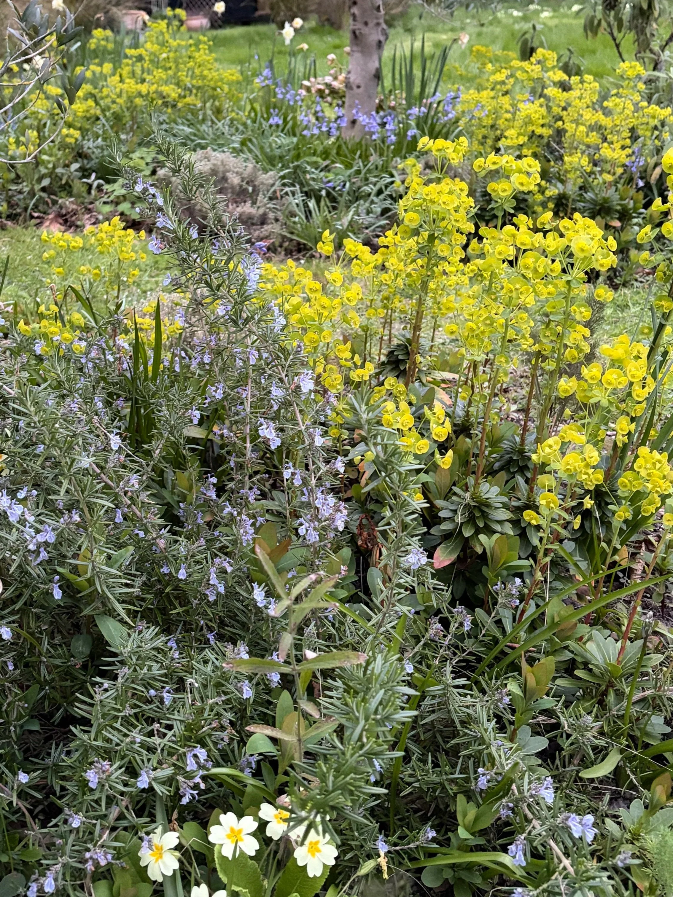 A garden with a variety of colorful flowers and green foliage, including yellow, white, and purple flowers, with grass and trees in the background.