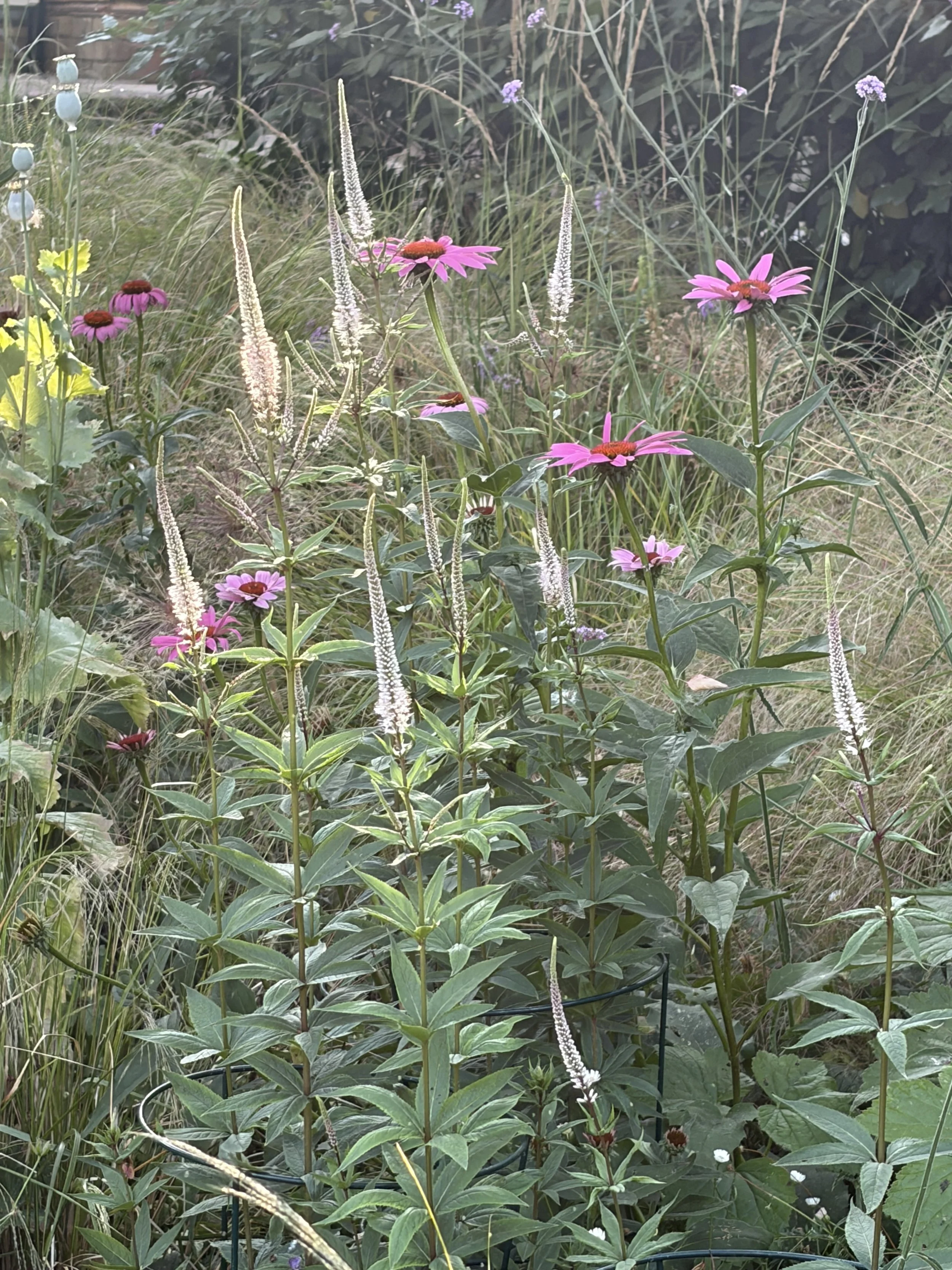A garden with pink coneflowers, white tall spiked flowers, purple small flowers, and various green plants and grasses.