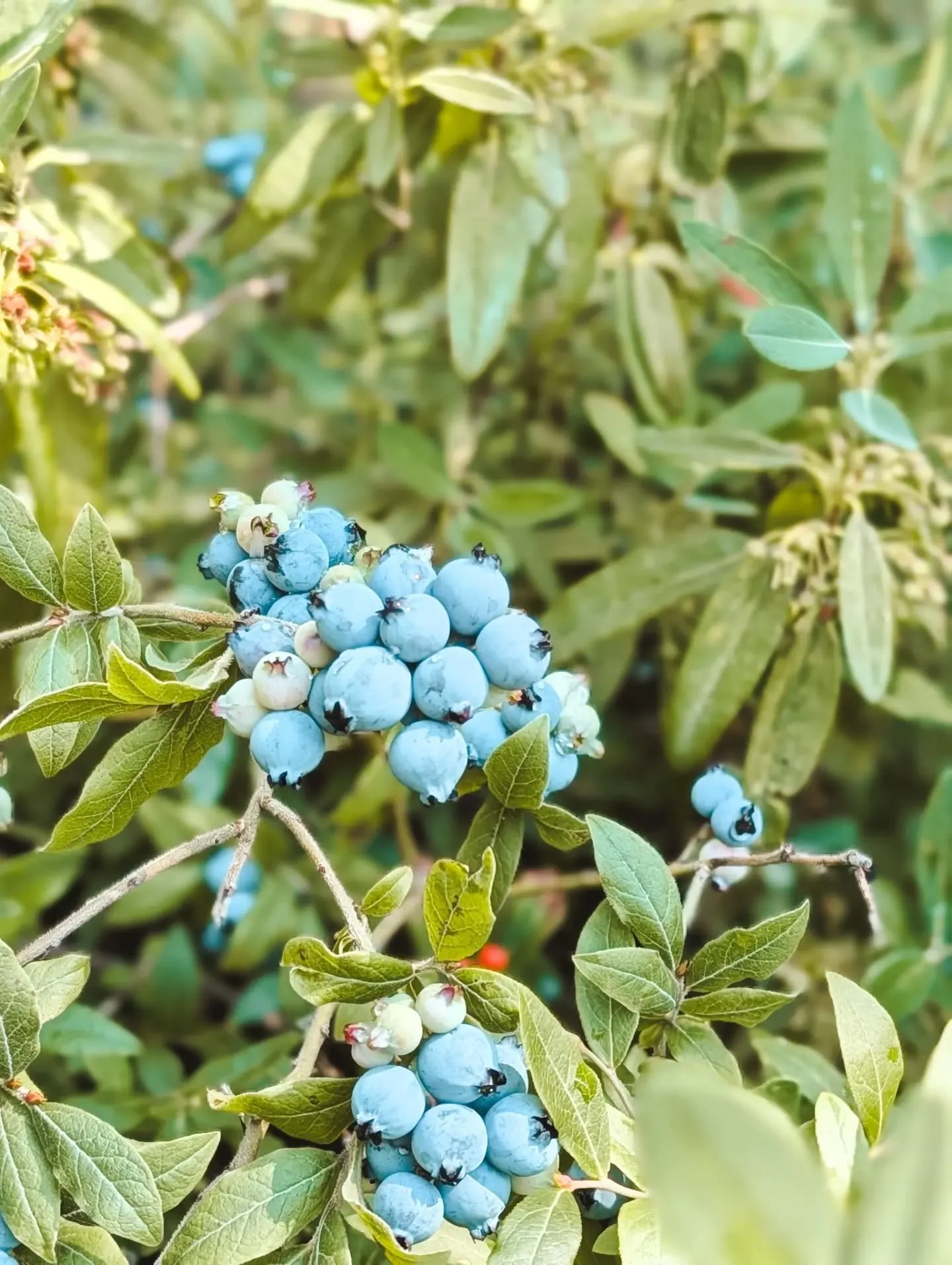 Blueberries everywhere. #travel #blueberry