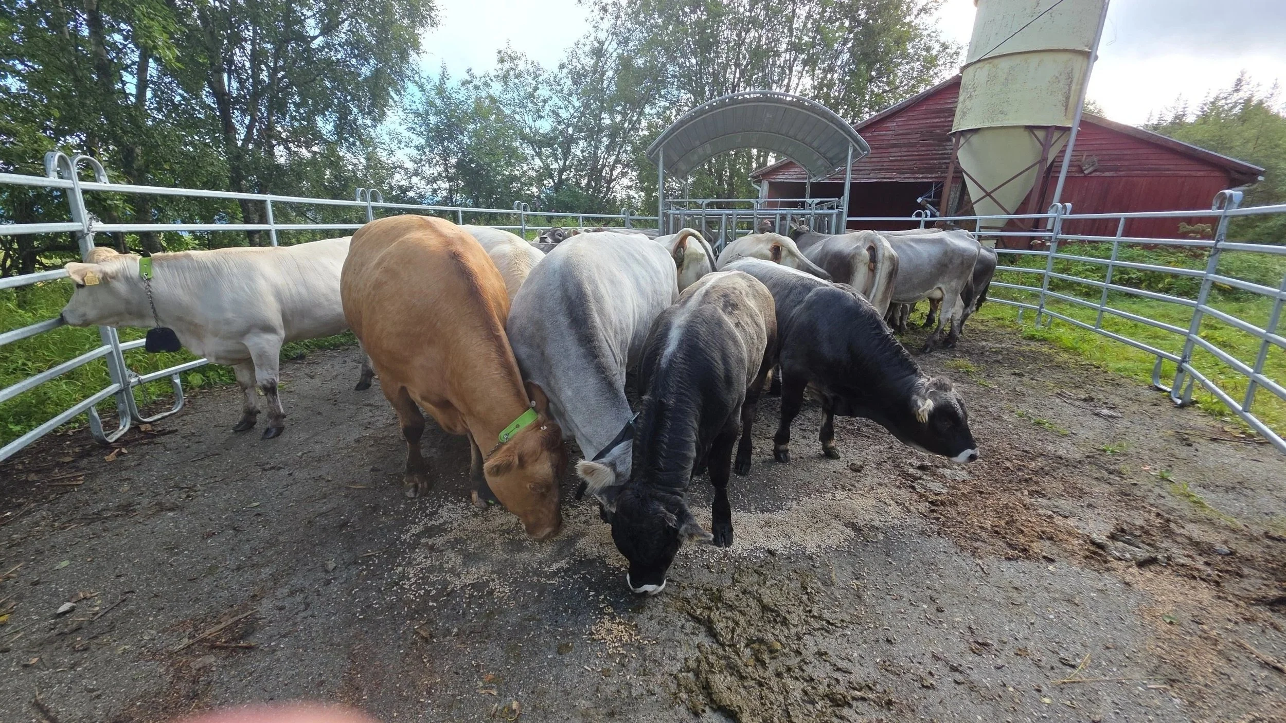 Klar for transport hjem fra beite på Sæssbø