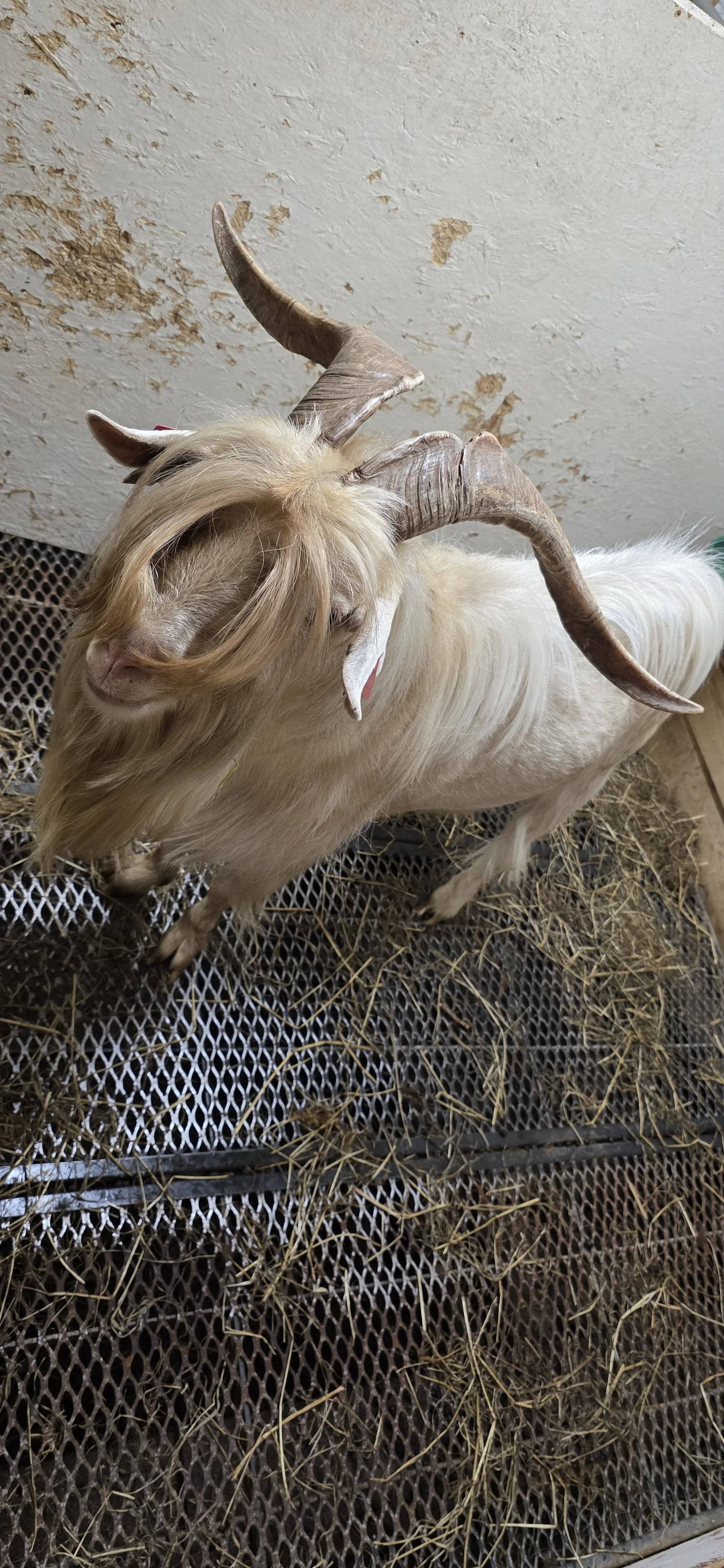 "Elvis"