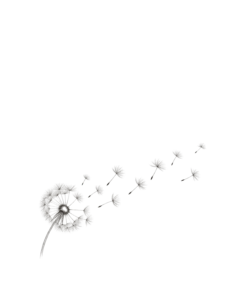 Pencil sketch styled image of a dandelion flower and several seeds dispersing outward.
