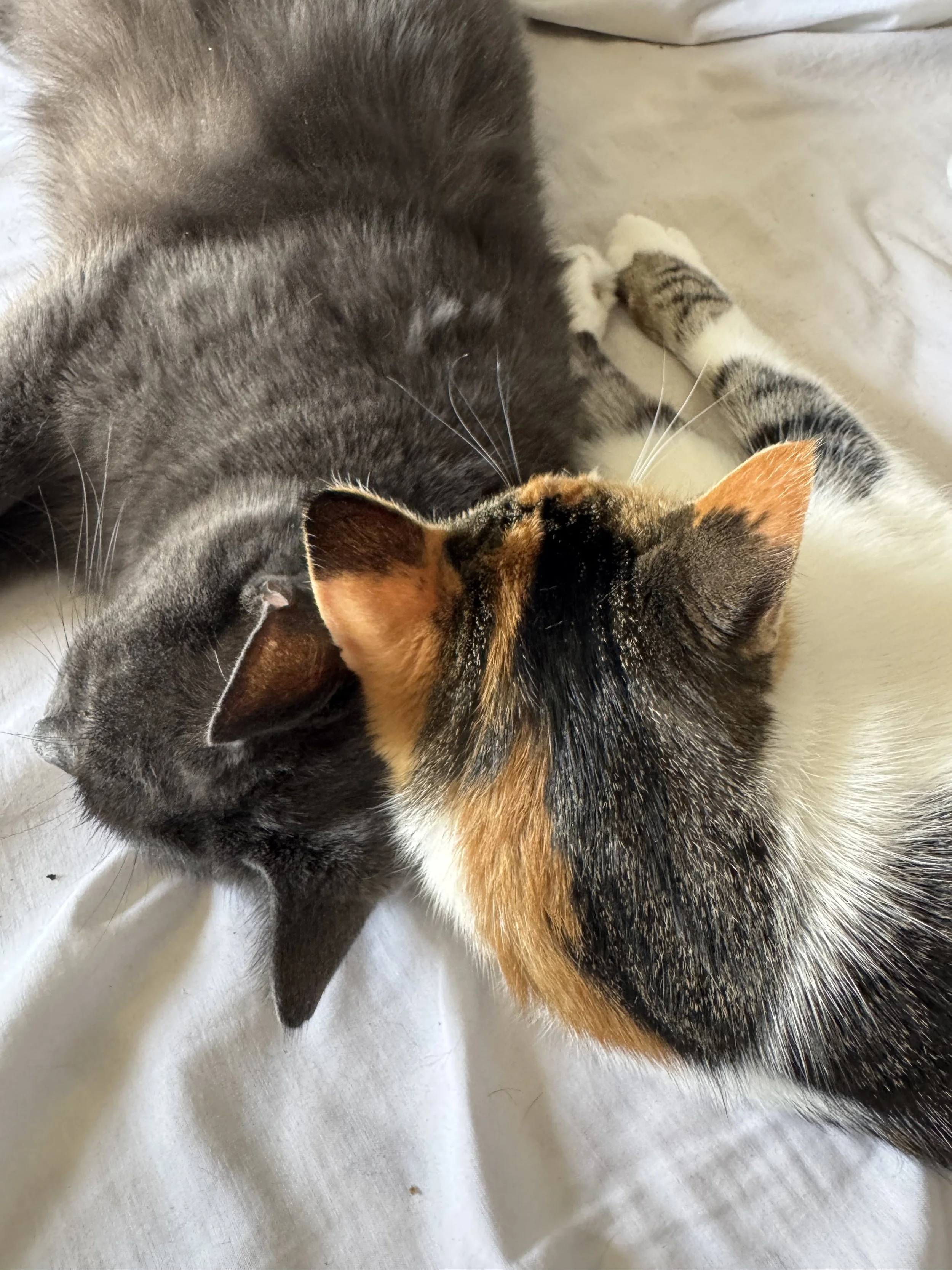 Close-up of a gray and white cat with ginger markings, lying on a white fabric surface, facing the left side.
