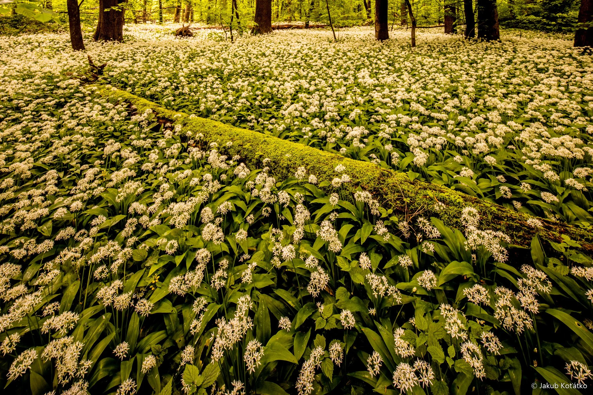 JakubKoťátko-33.jpg
