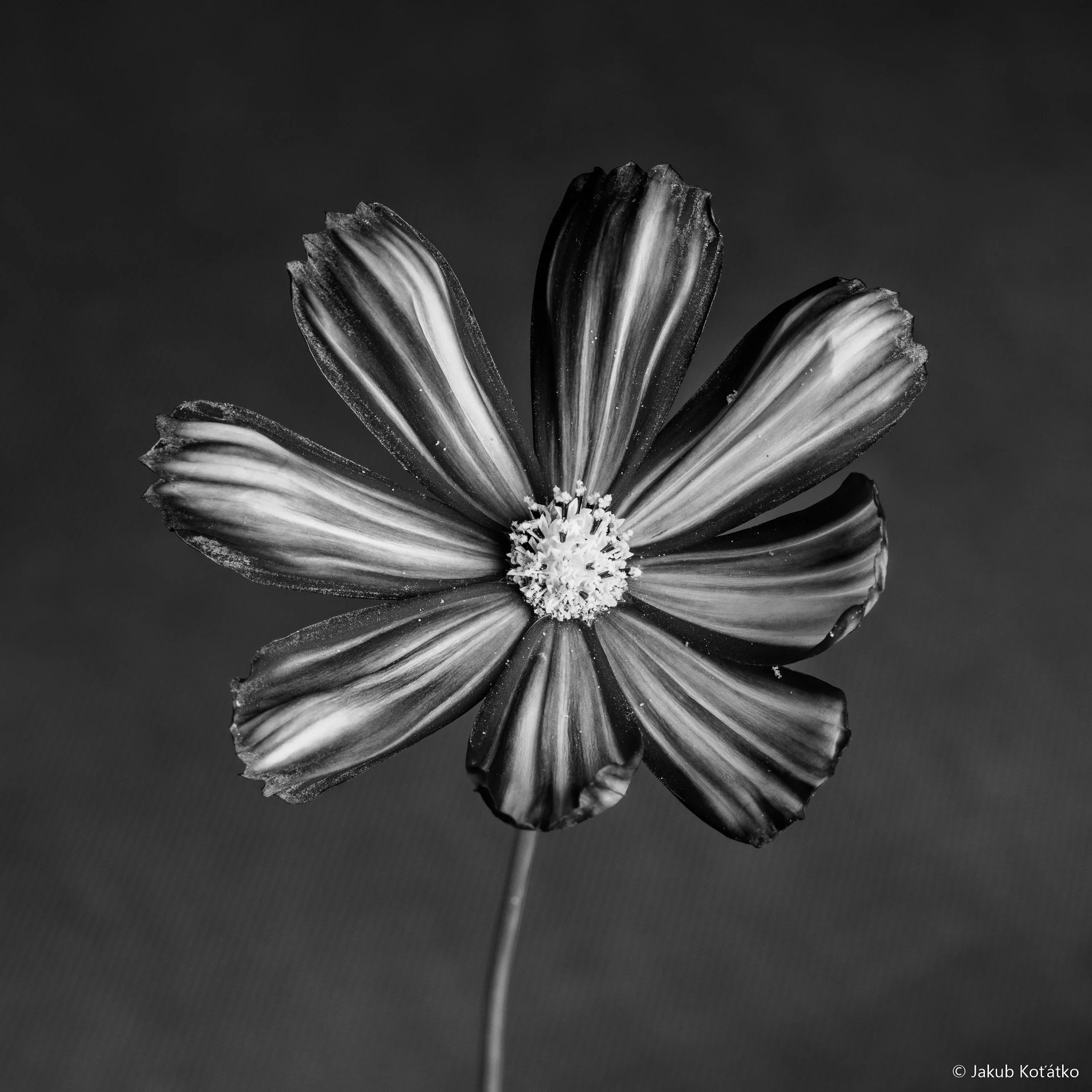 JakubKoťátko-117.jpg