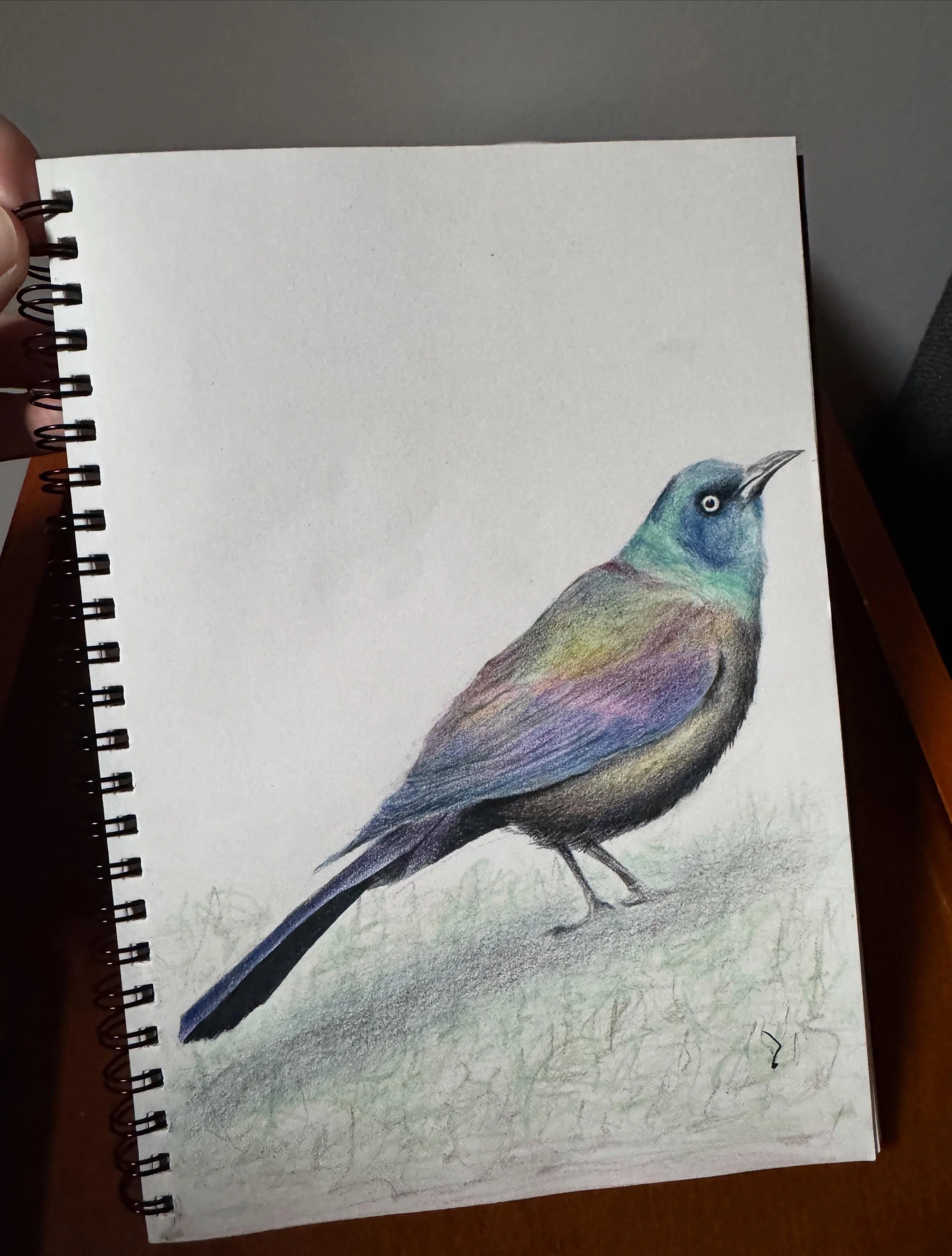 My grackle :))
