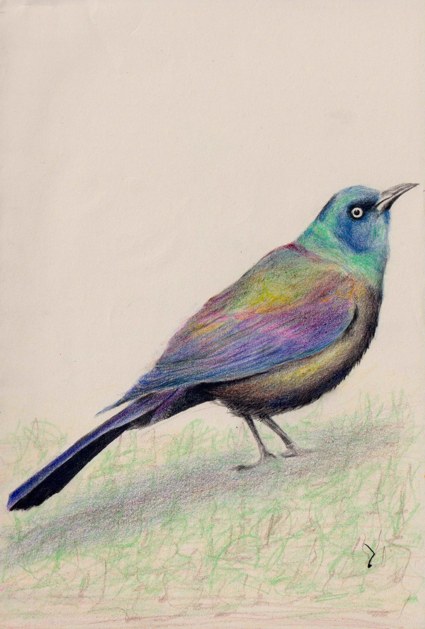 Colored pencil