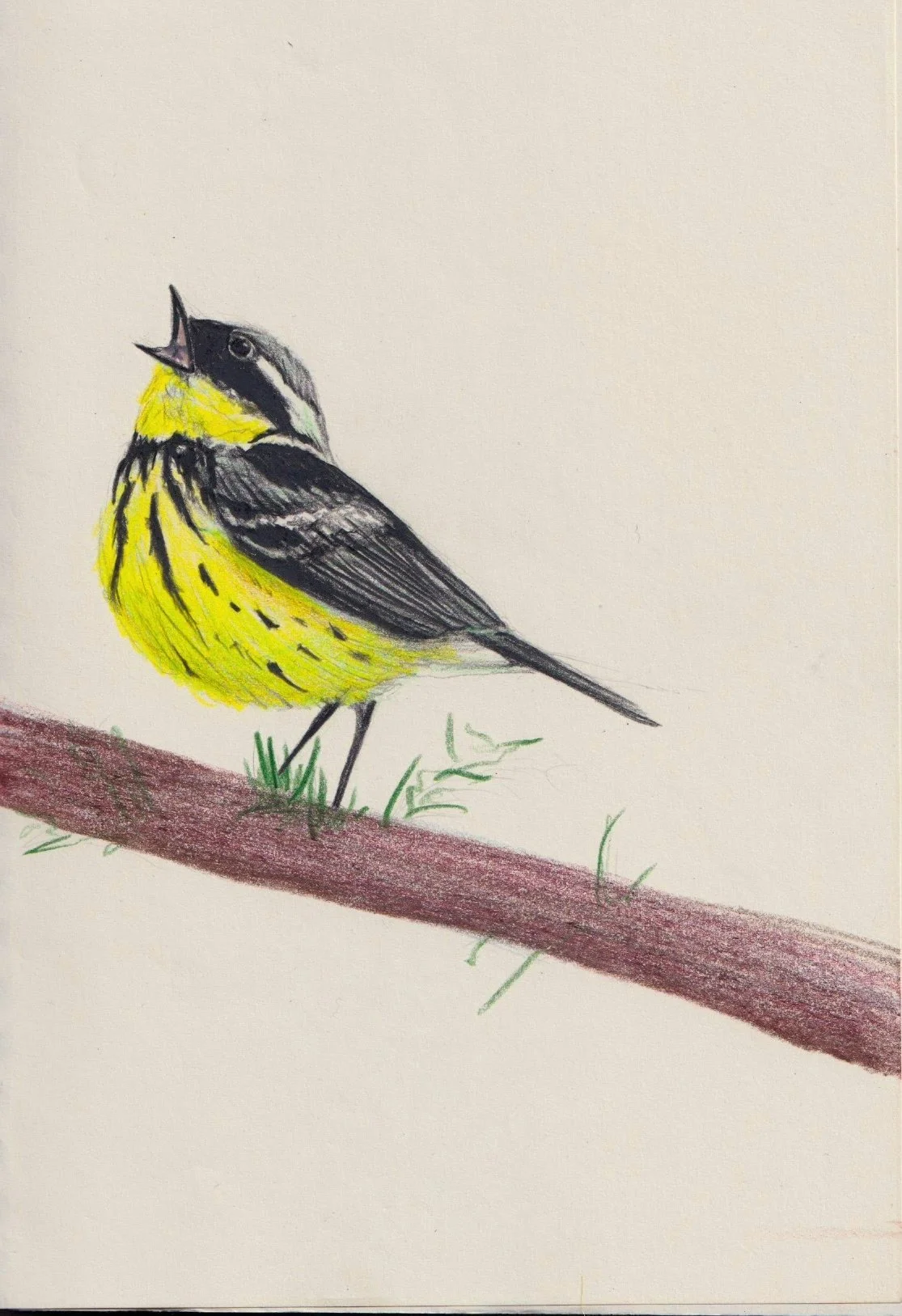 Colored pencil