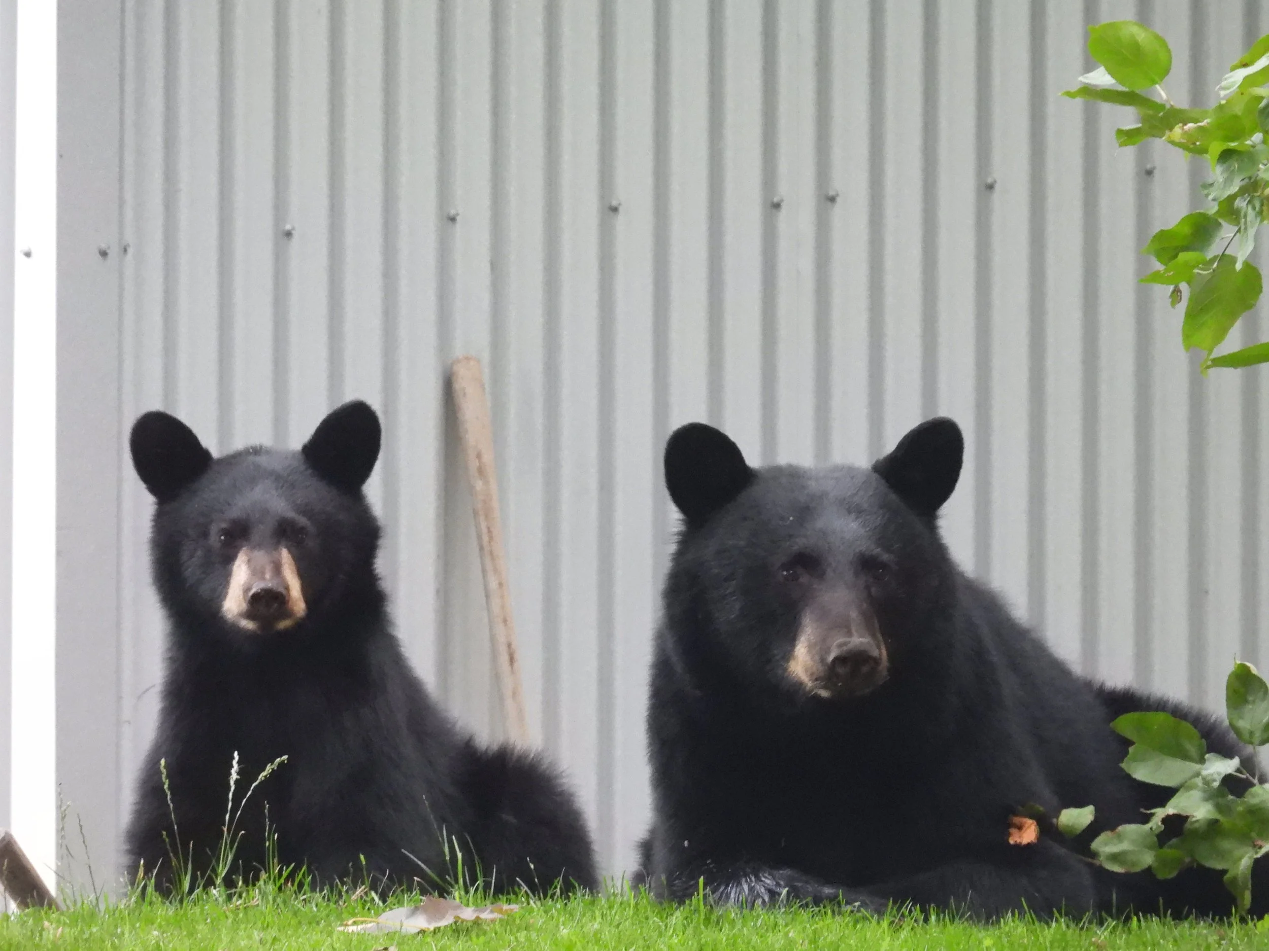 Two black bears are standing on green grass in front of a corrugated metal wall, with some plants and a walking stick nearby.