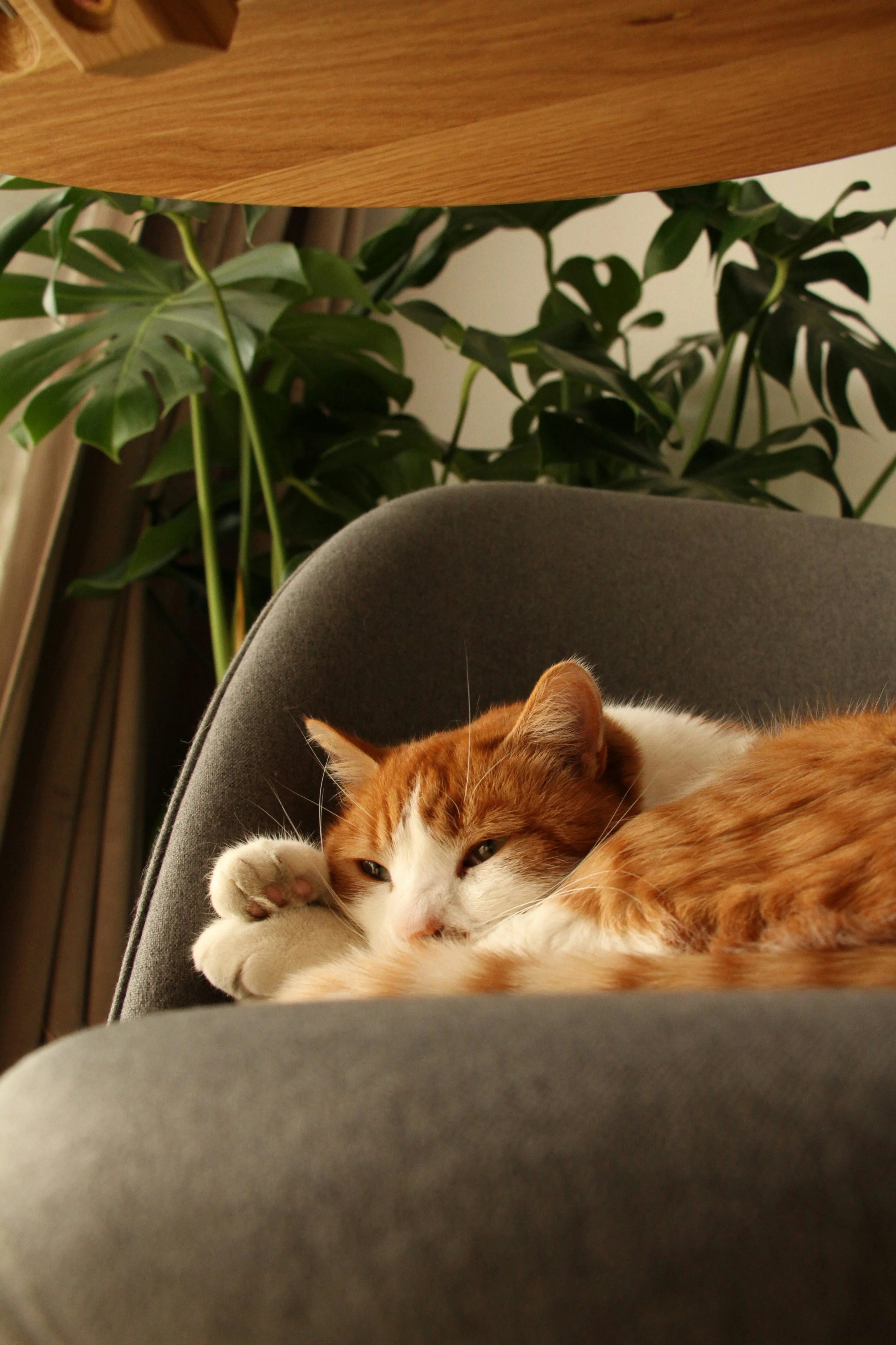 A ginger and white cat sleeping on a gray couch, partially visible, with a green leafy plant and a wooden table in the background.