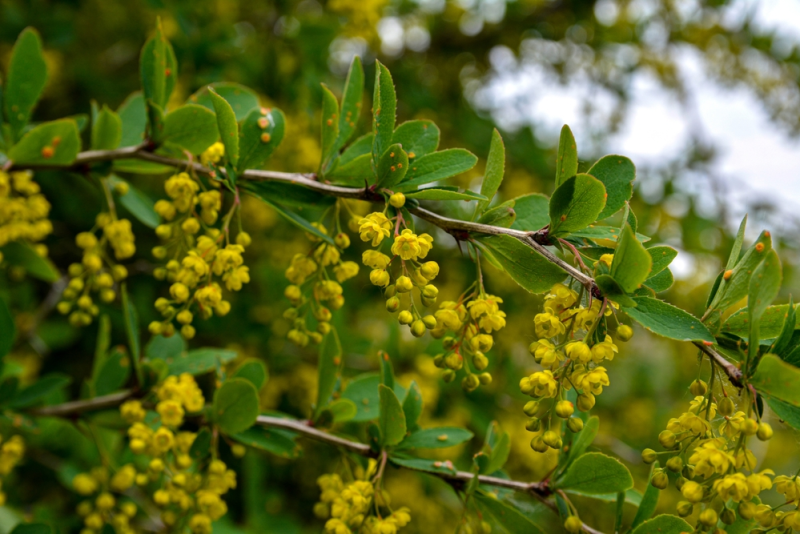My Ultimate Guide to Berberine
