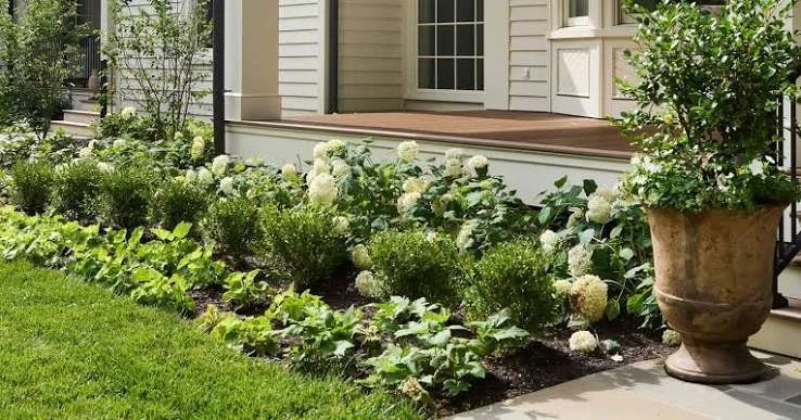 Flower garden with white hydrangeas beside a porch with a potted shrub
