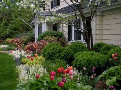 A lush garden with pink, purple, and white tulips in front of a beige house with white trim, surrounded by green bushes and trees.