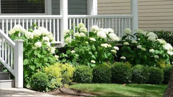Hydrangea bushes with white flowers and green leaves, bordering a porch with a white railing.