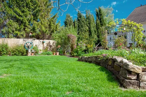 A lush green backyard with a curved stone retaining wall, various plants, trees, and a wooden fence, under a bright blue sky.