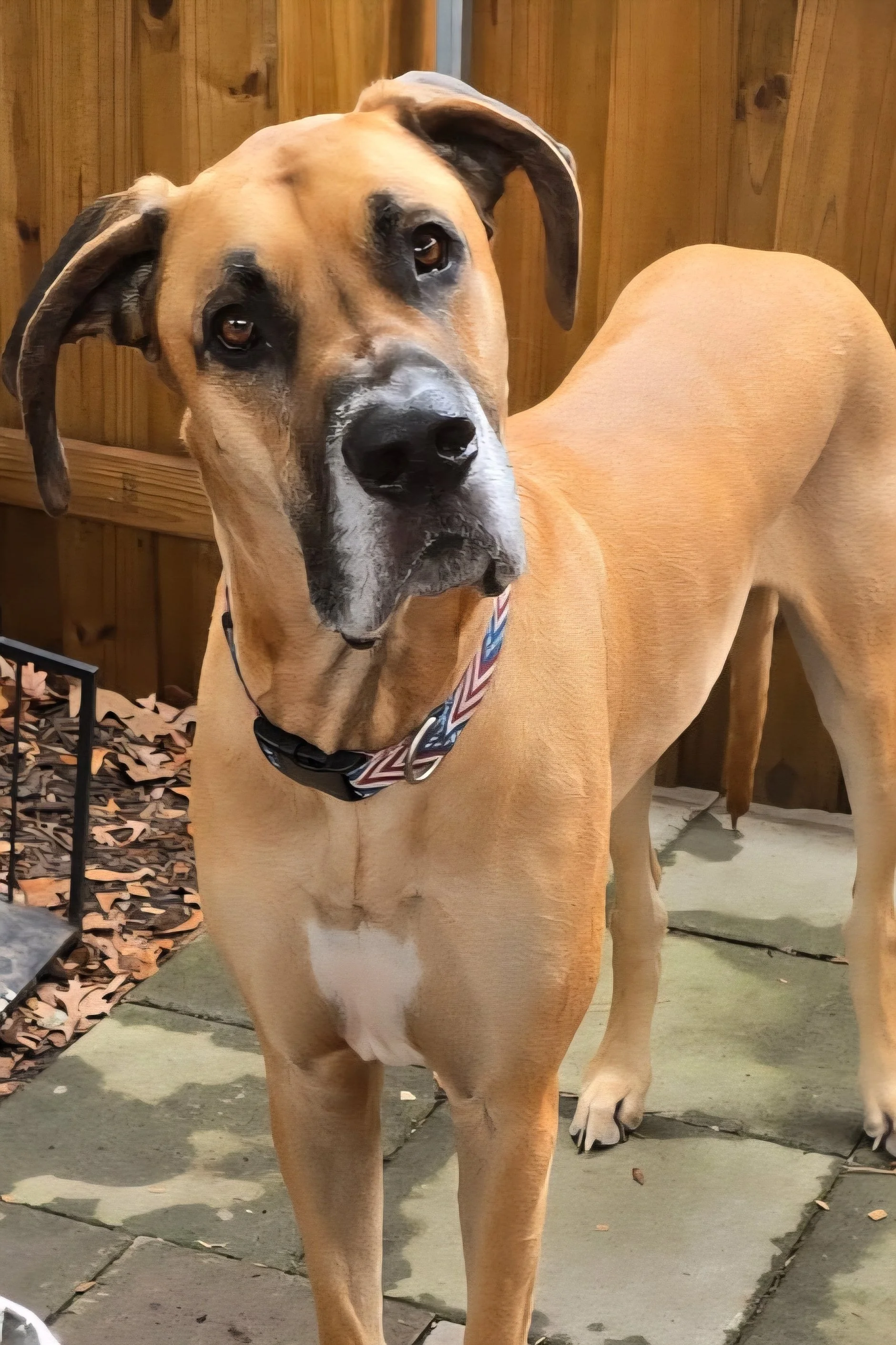 The Great Dane Sigh: A Story of Hardship From a Dog Who Has Everything