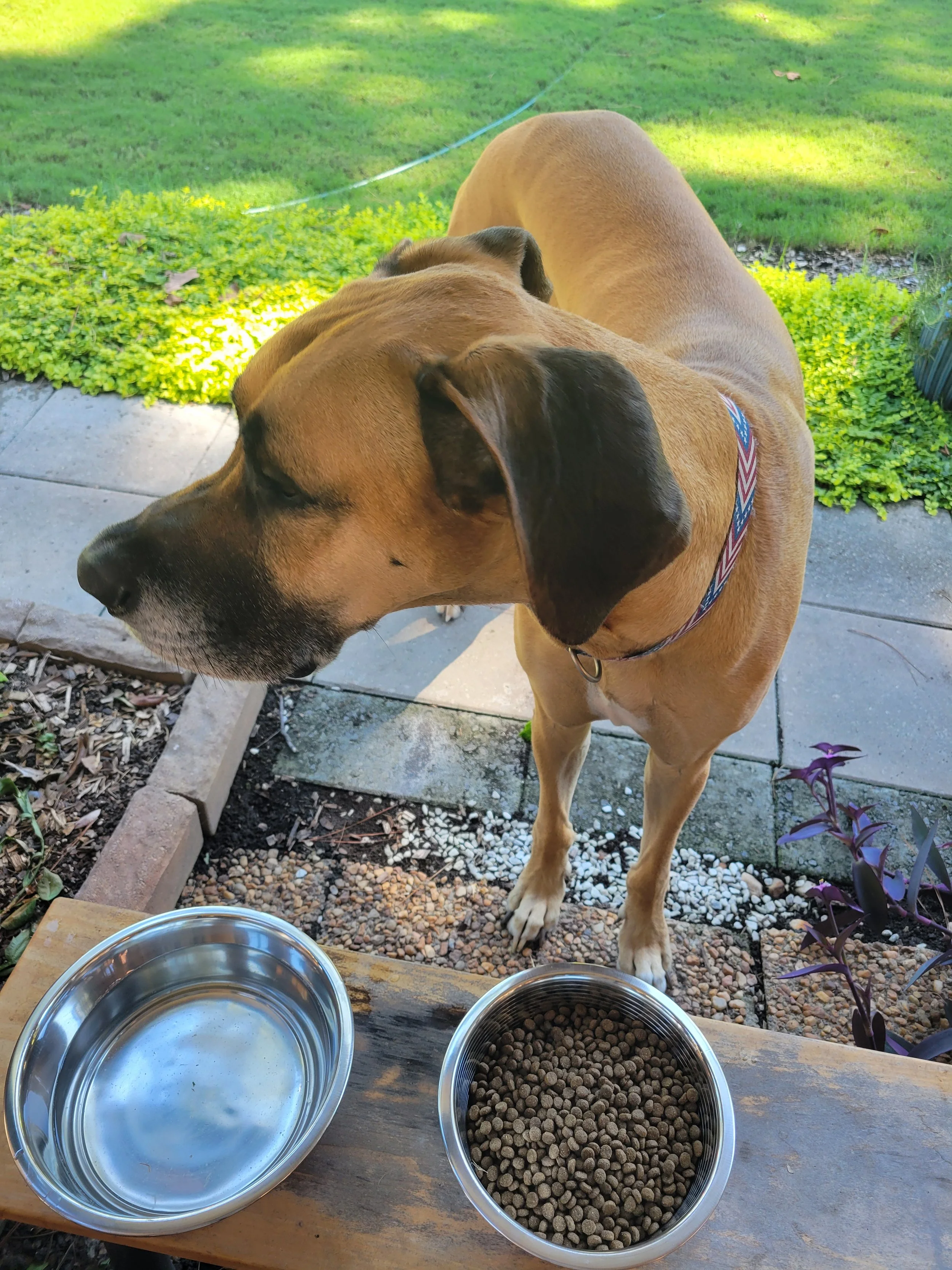 Waylon turns his nose to plain kibble one day one. Give it another day, he'll eat when hes hungry.