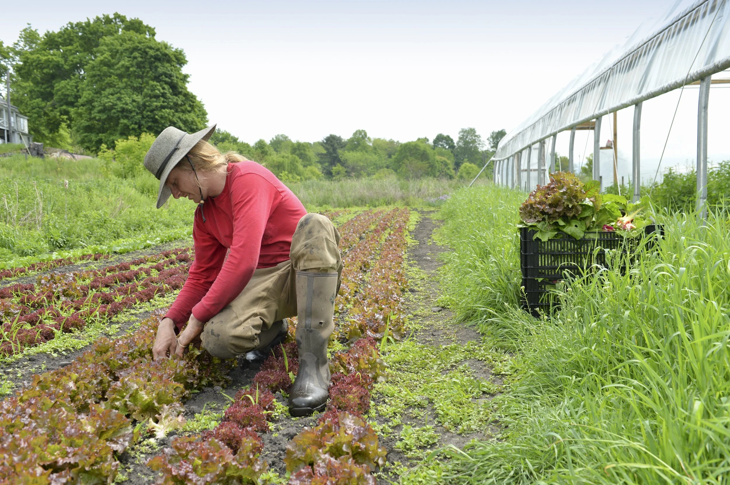 Harvesting Lettuce