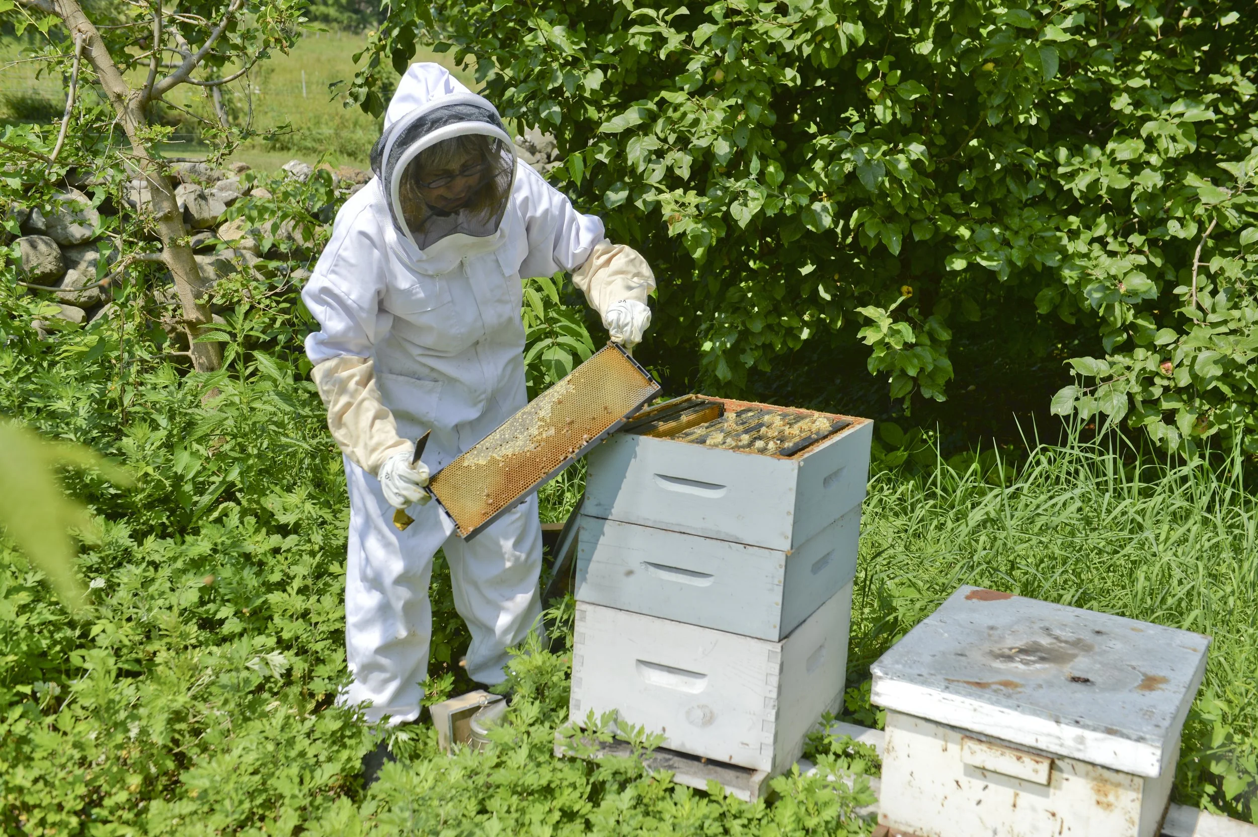 Beekeeping at Lowland Farm, Warwick New York