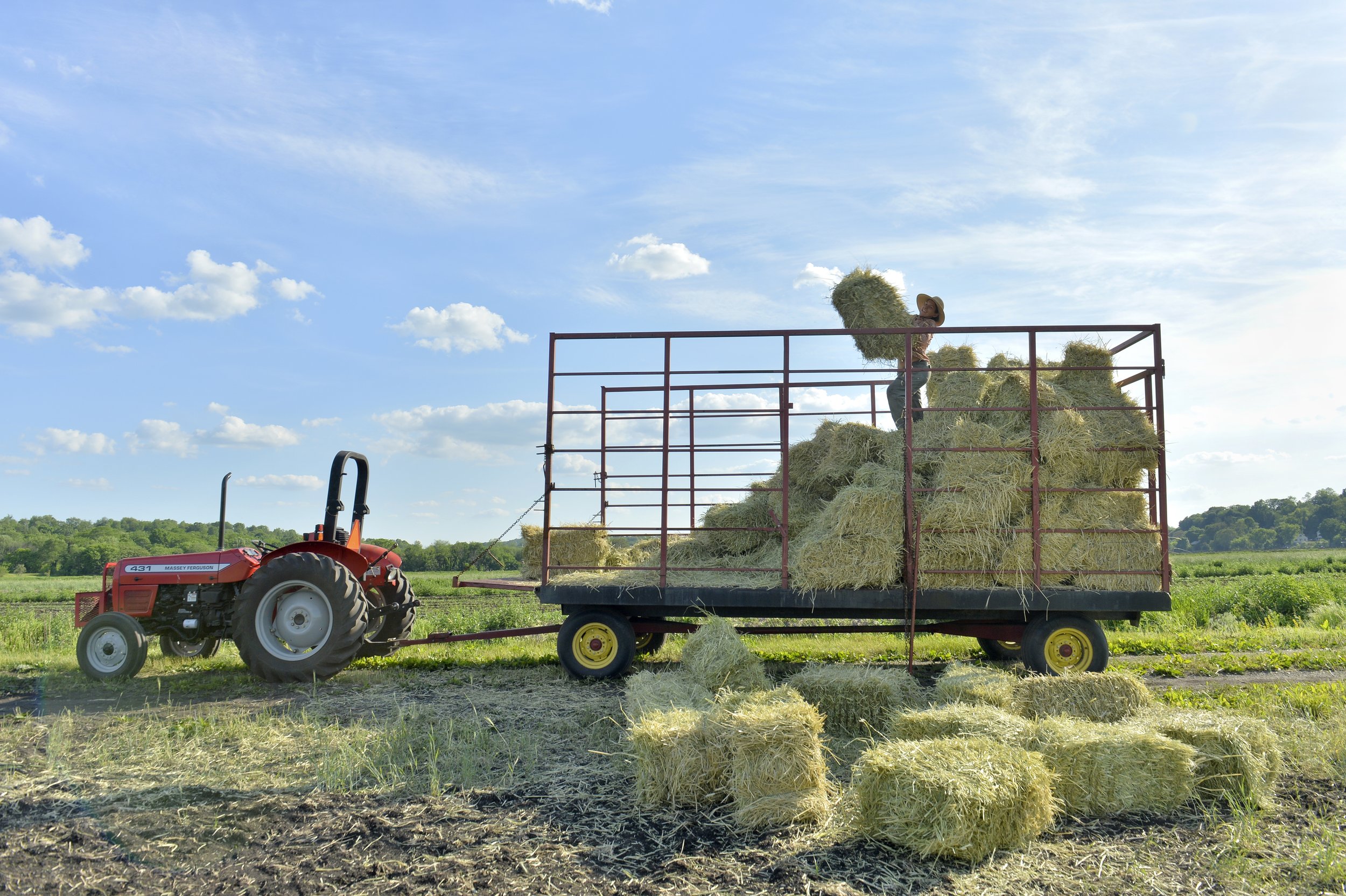 Throwing Hay Bales