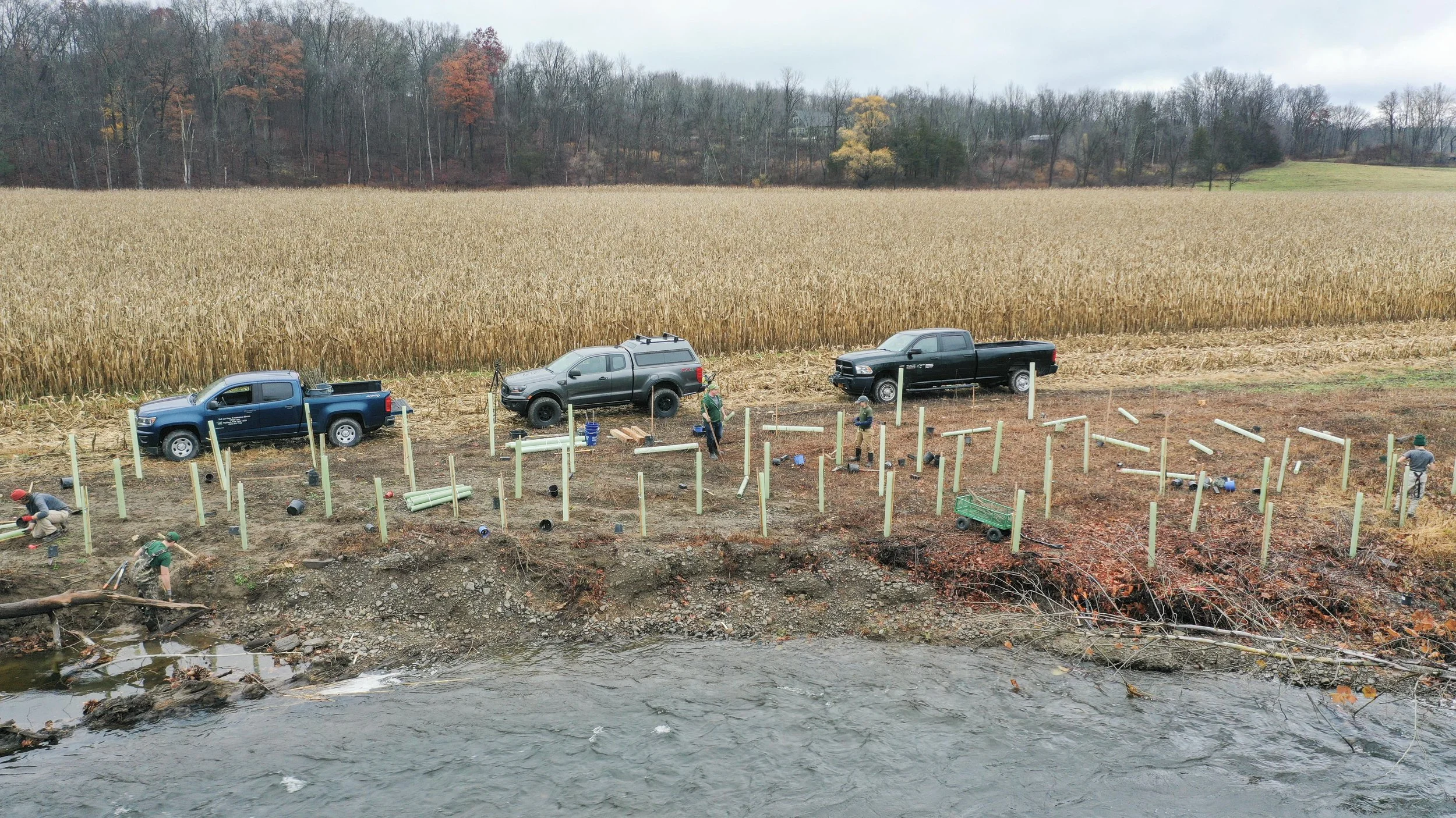 Workers planting trees near a riverbank with three pickup trucks and a field of crops in the background.