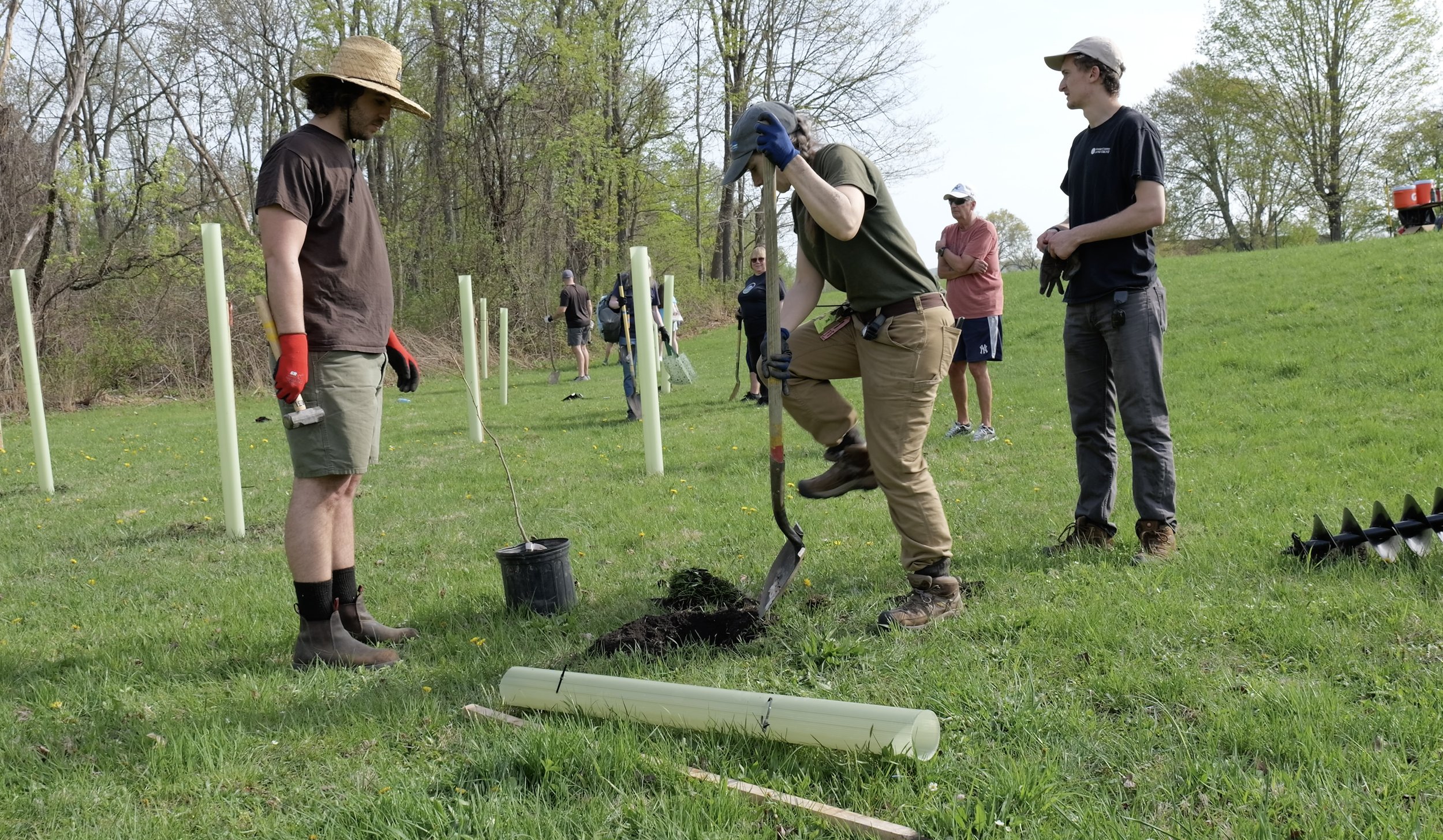 People planting a tree in a park on a sunny day, some wearing gloves and hats, with others observing.