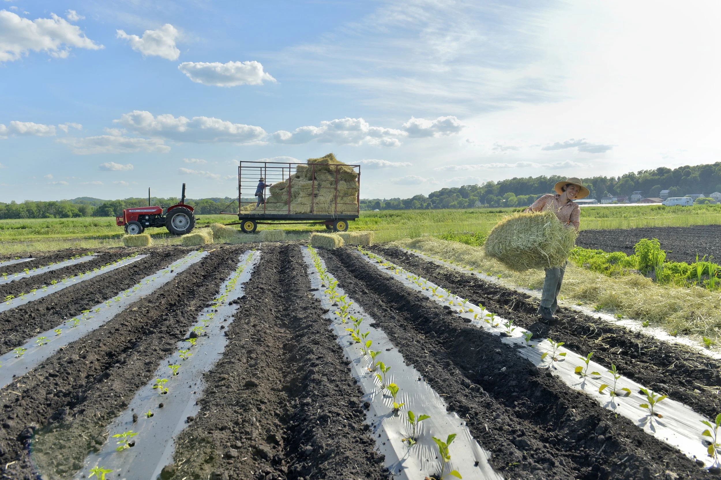 Hay to keep the soil moist, and block weeds to protect the crops