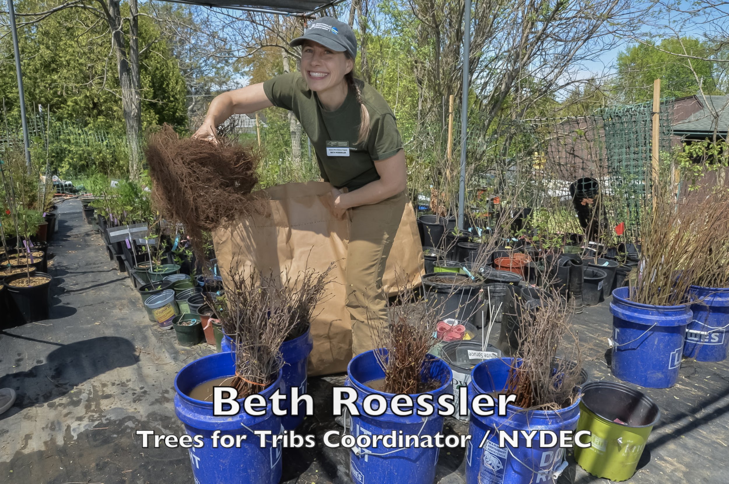 A smiling woman wearing a gray cap and green T-shirt working with tree saplings in blue buckets at an outdoor nursery or plant sale. There are various small potted plants behind her, and the background includes trees, a fence, and clear blue sky.