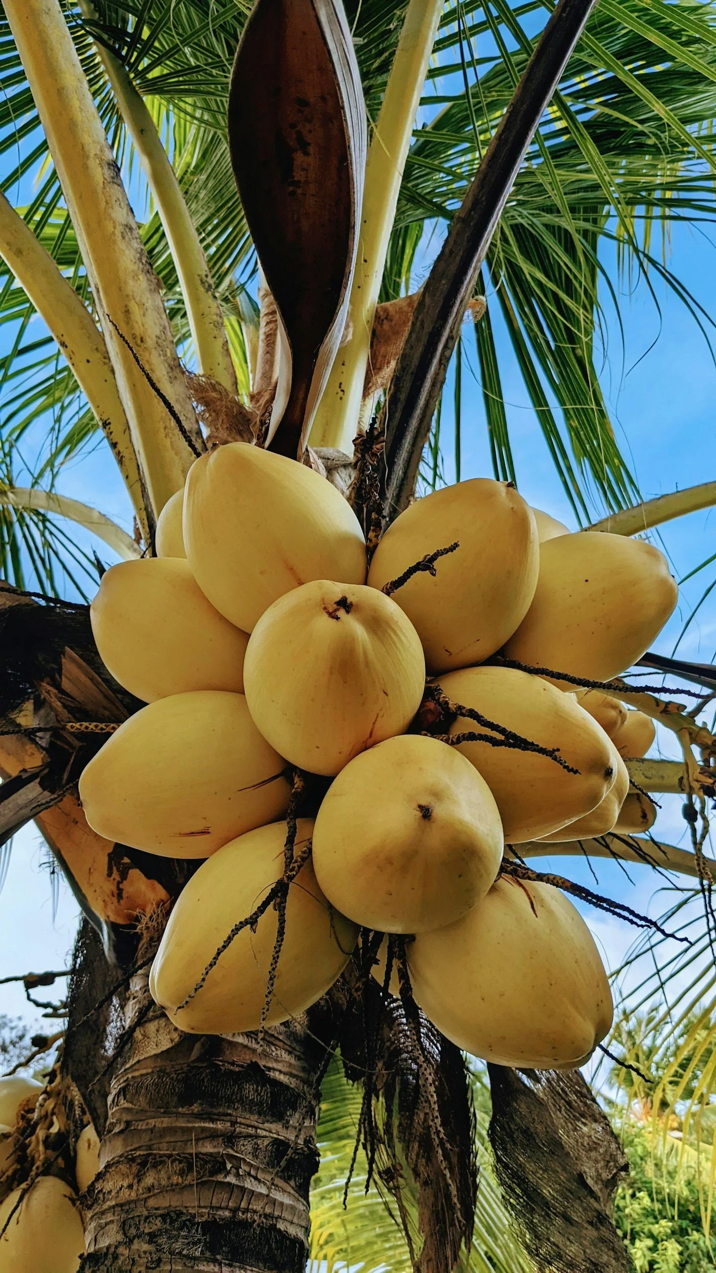 Close-up of a bunch of ripe yellow coconuts hanging from a coconut palm tree with green fronds and a blue sky in the background.