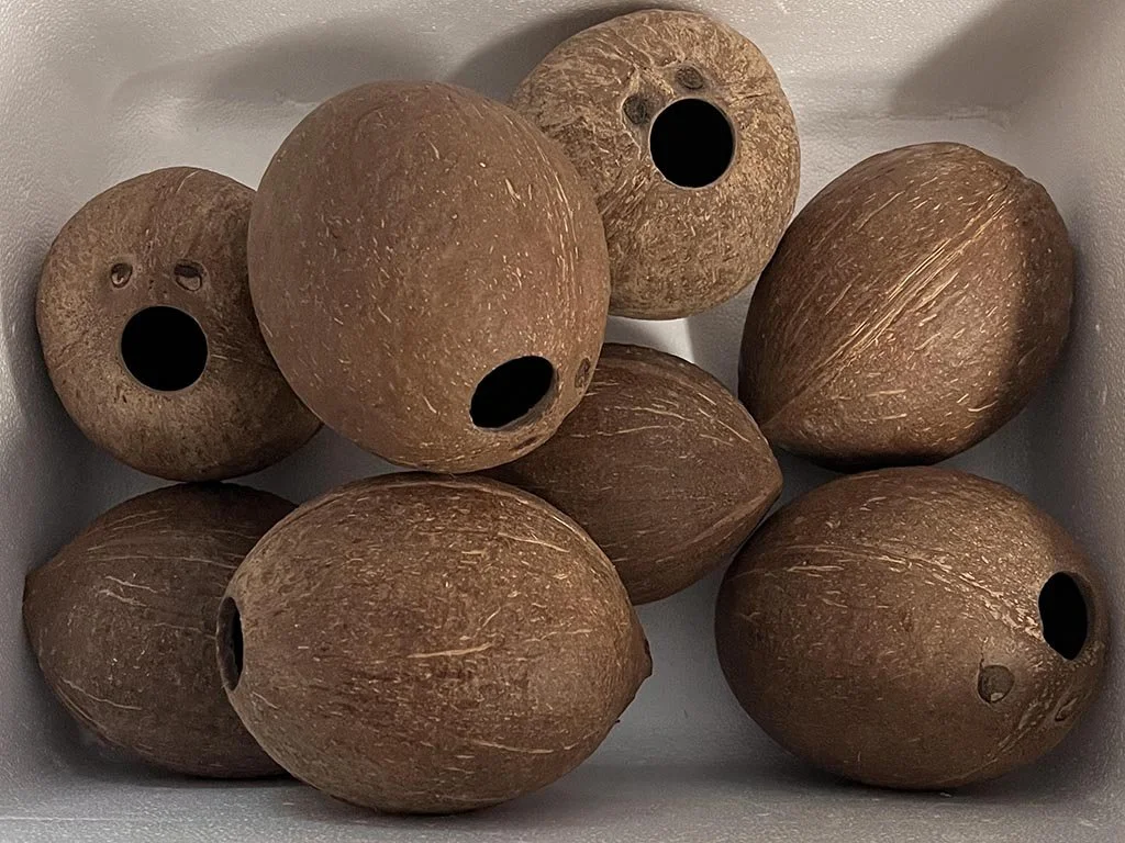 Natural Coconuts