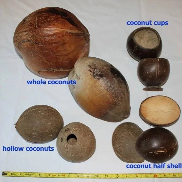Choose your size: whole coconuts, hollow coconuts, coconut half shells, and coconut cups are available.