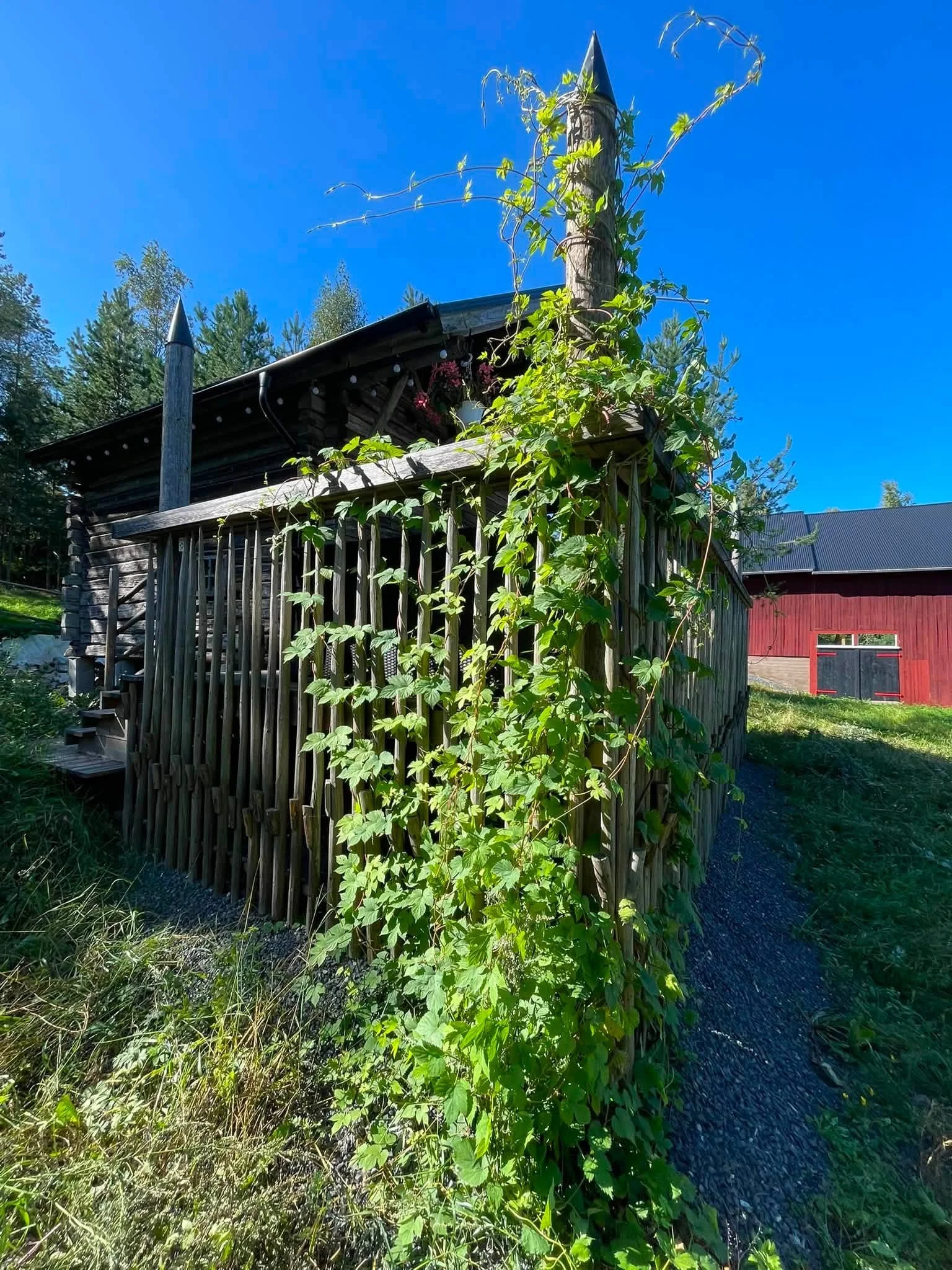 Kontio saunamökin terassilla kasvaa kaunis humalakasvi. 