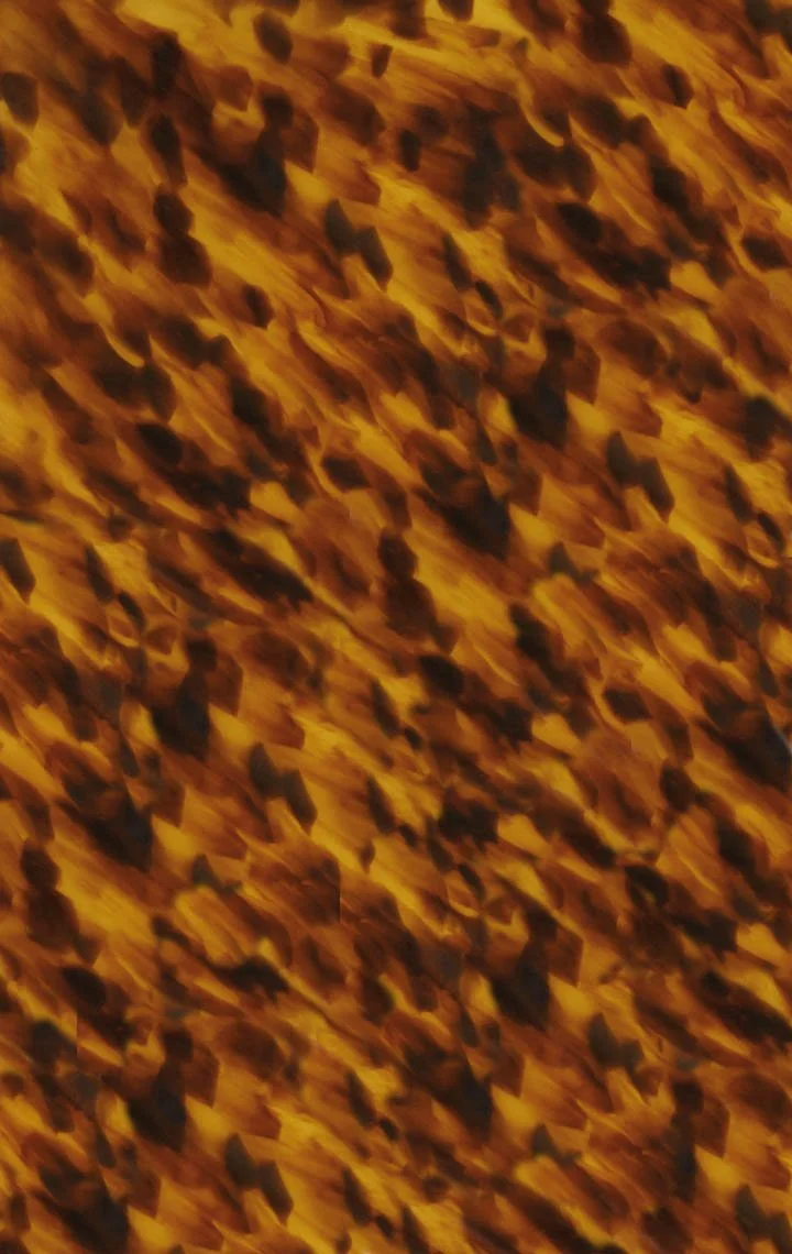 Tortoise Shell Print C_SM.jpg