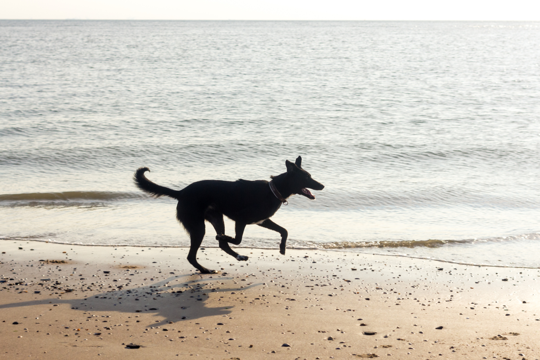 off+leash+training+photo.png
