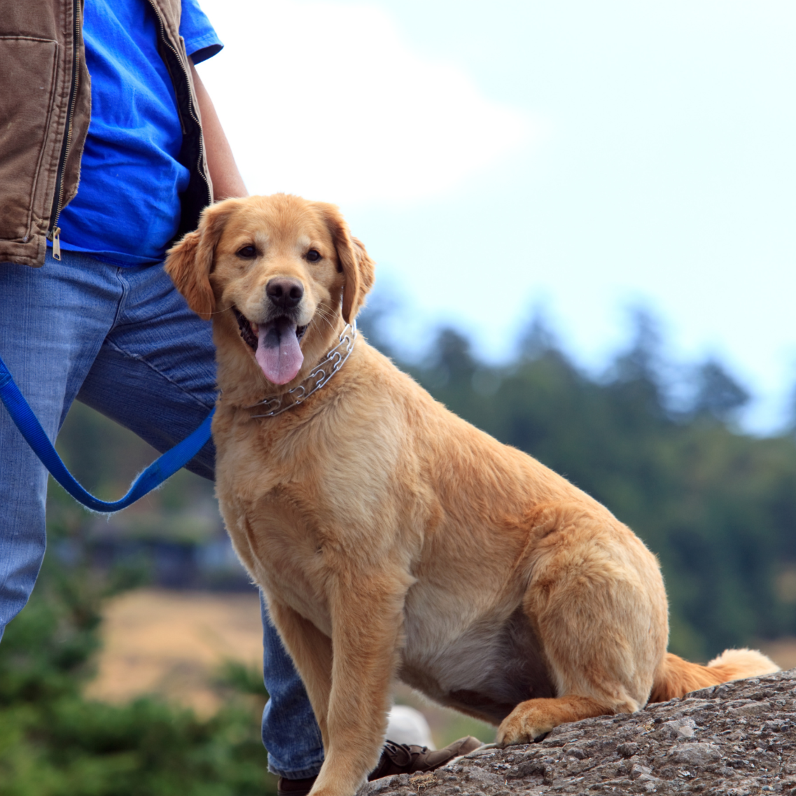 complete%2Bcanine%2Bphoto.png