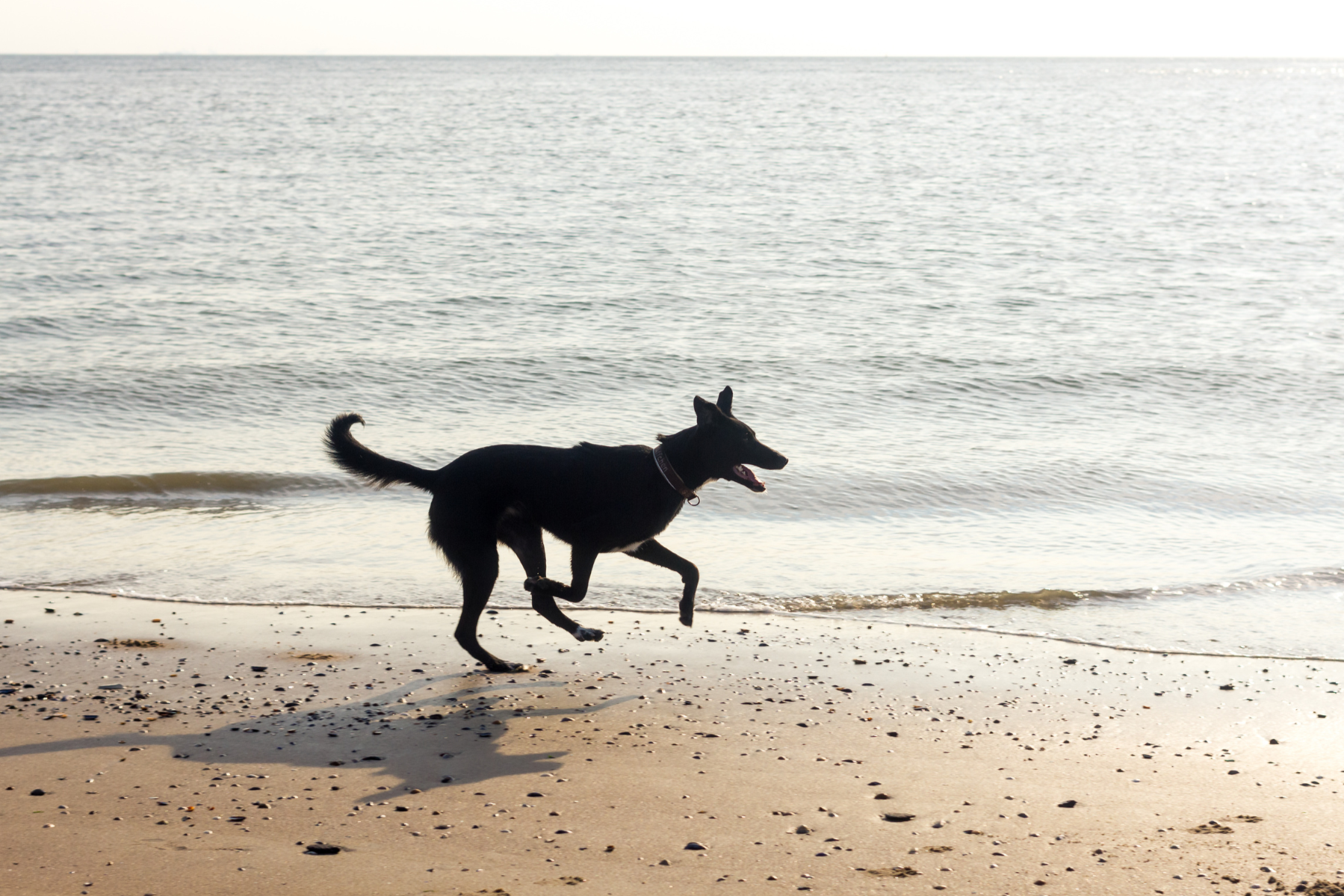 Advanced / Off-Leash