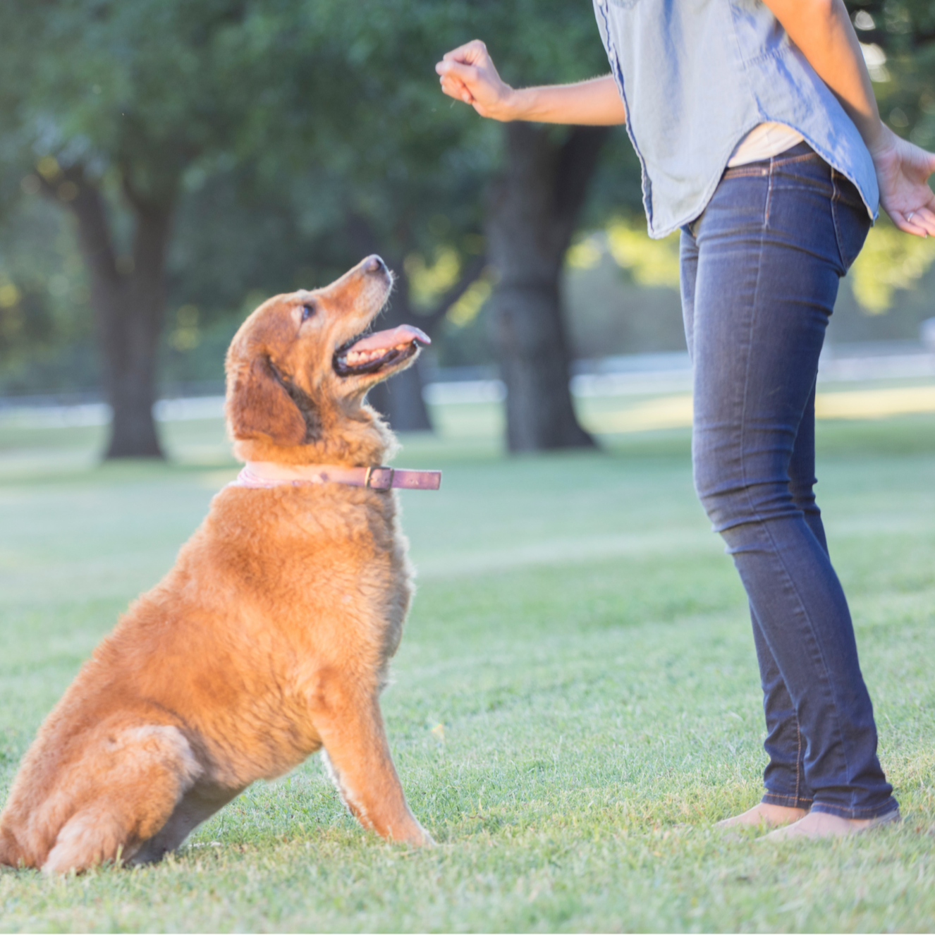 Basic Obedience