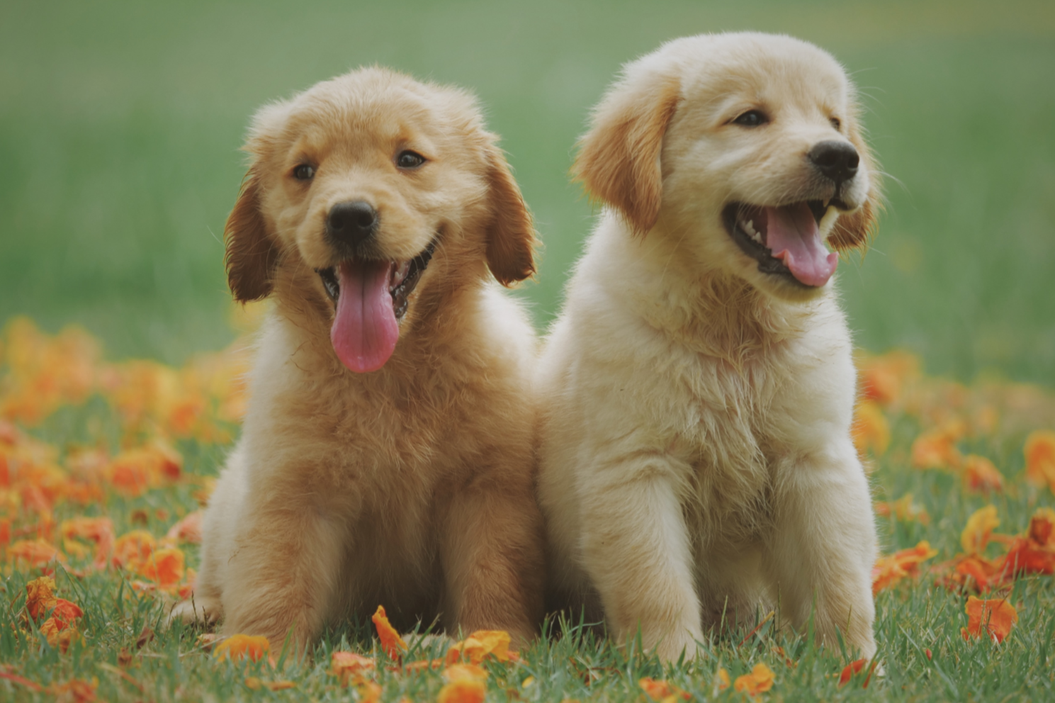 Puppy Starter