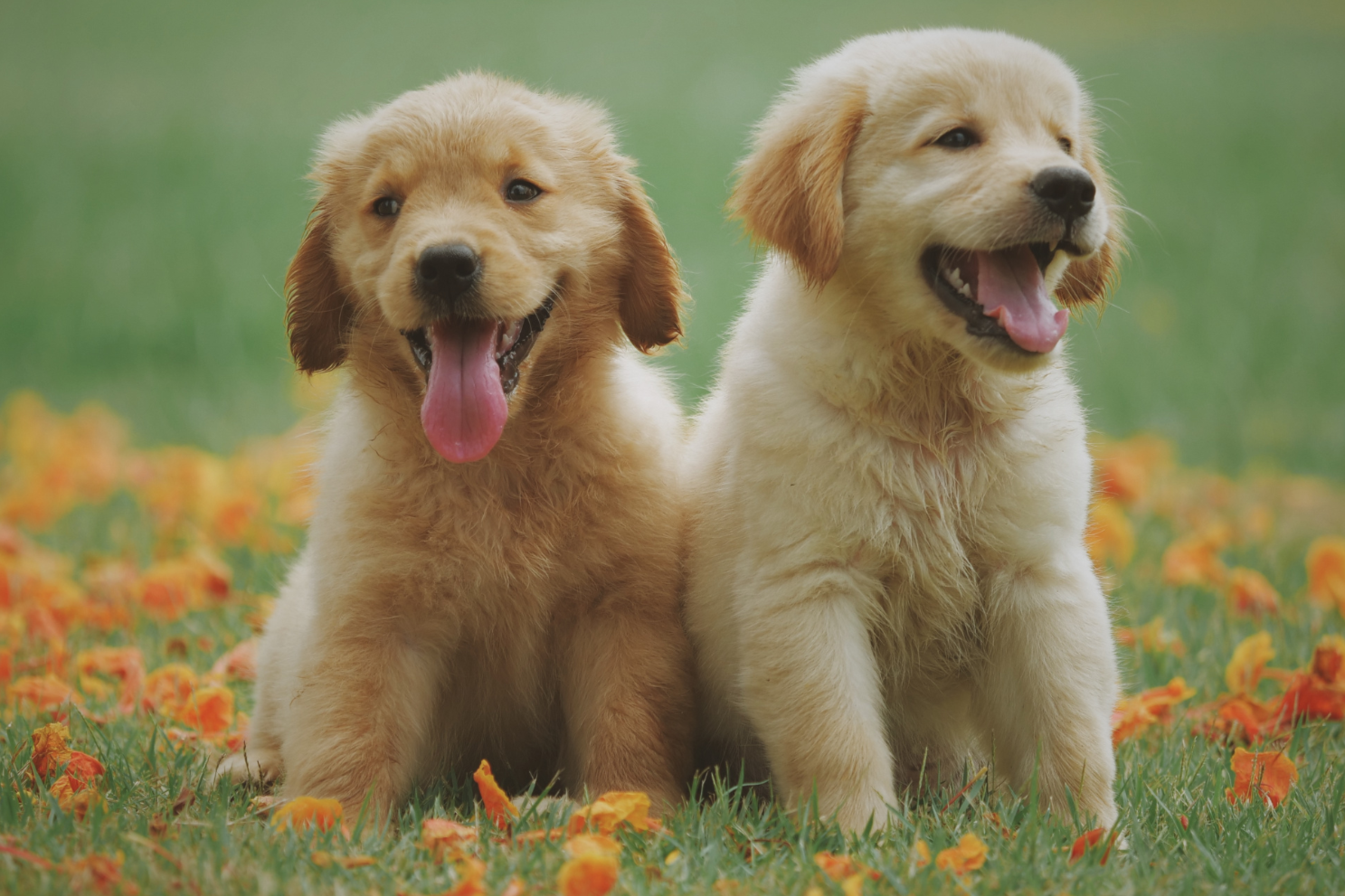 puuppy%2Bstarter%2Bphoto.png