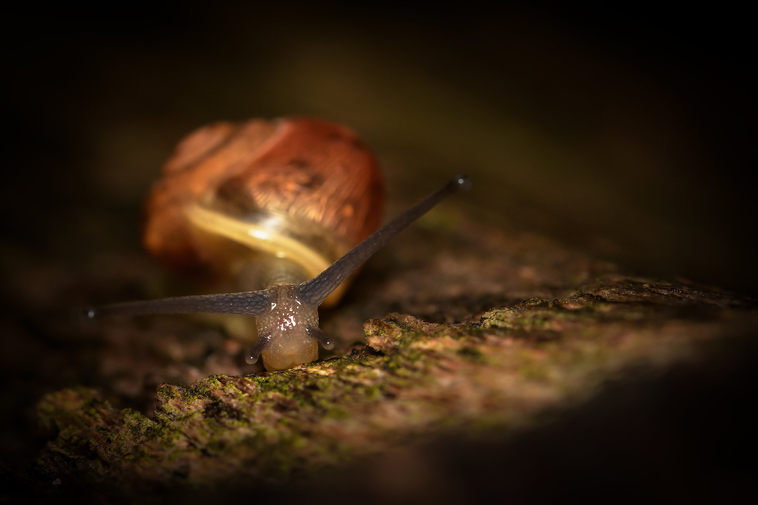 DSC_3030_schnecke.jpg