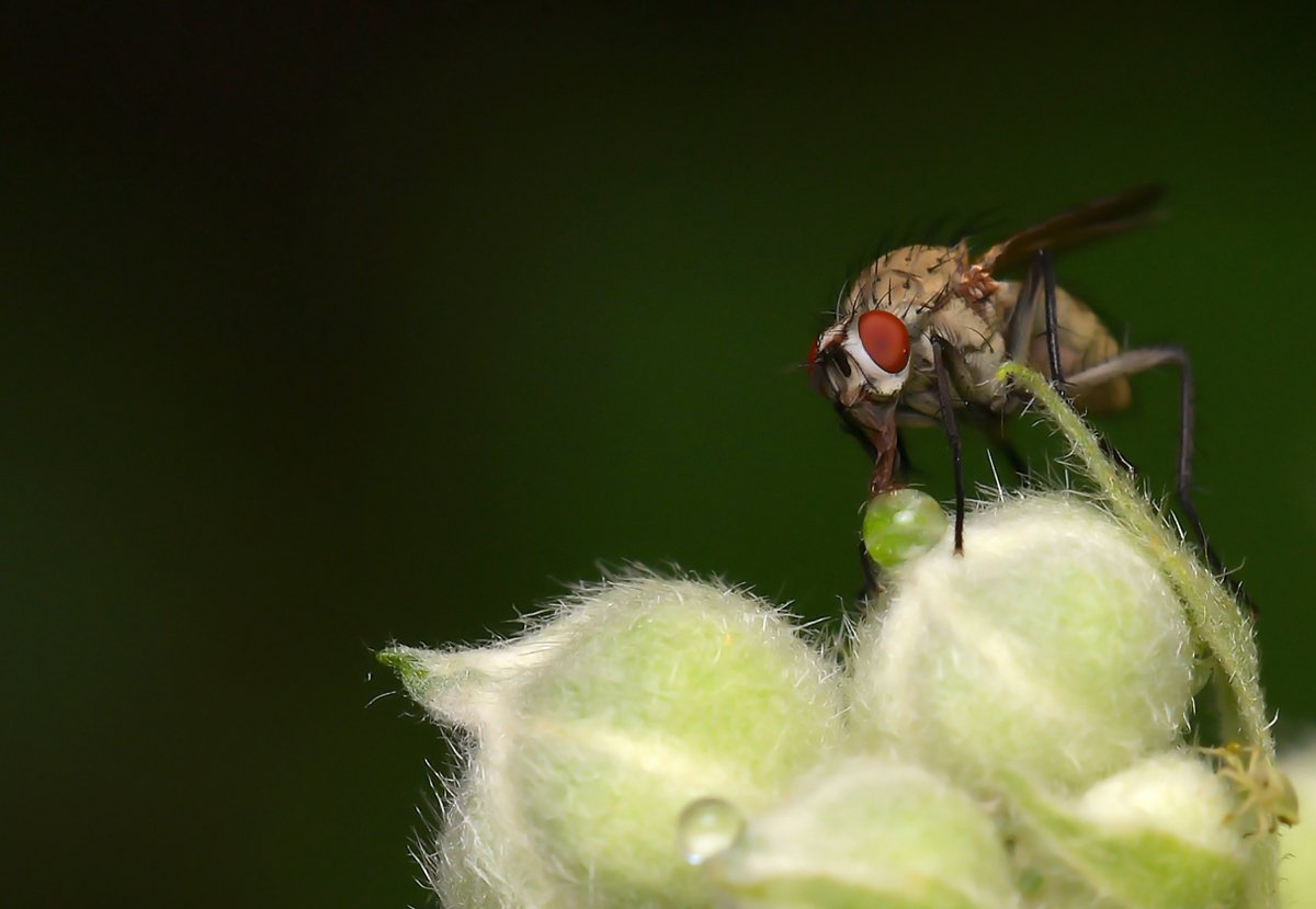 fliege_natur_berlin_02.jpg