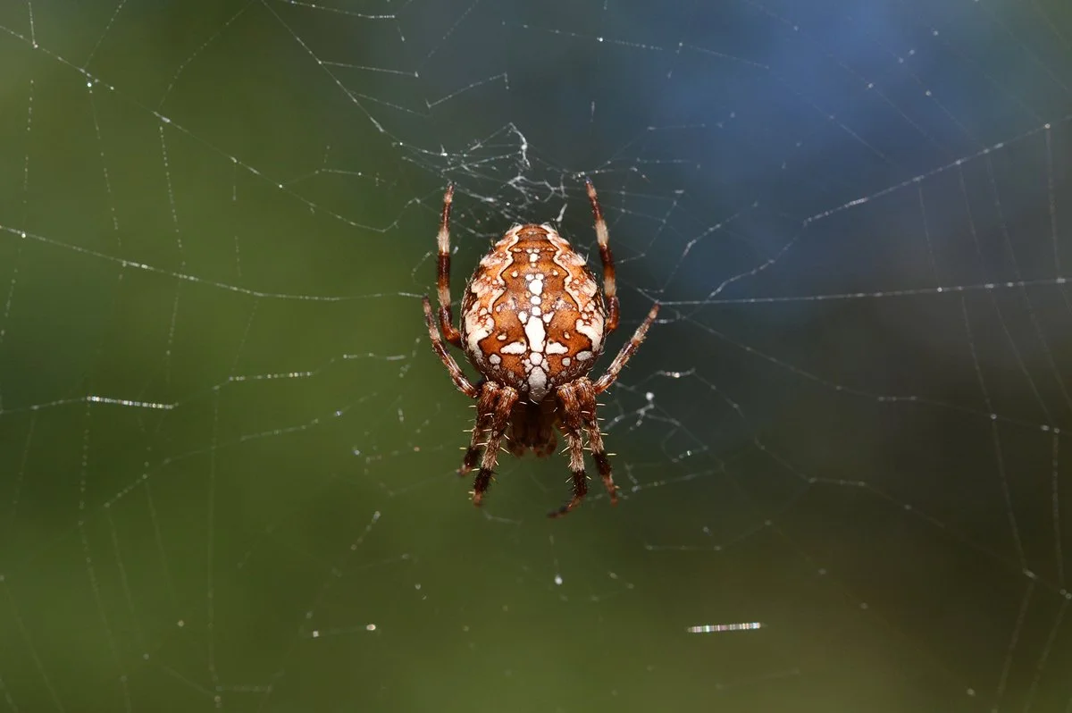 cross_orbweaver_nature_berlin_koepenick.jpg