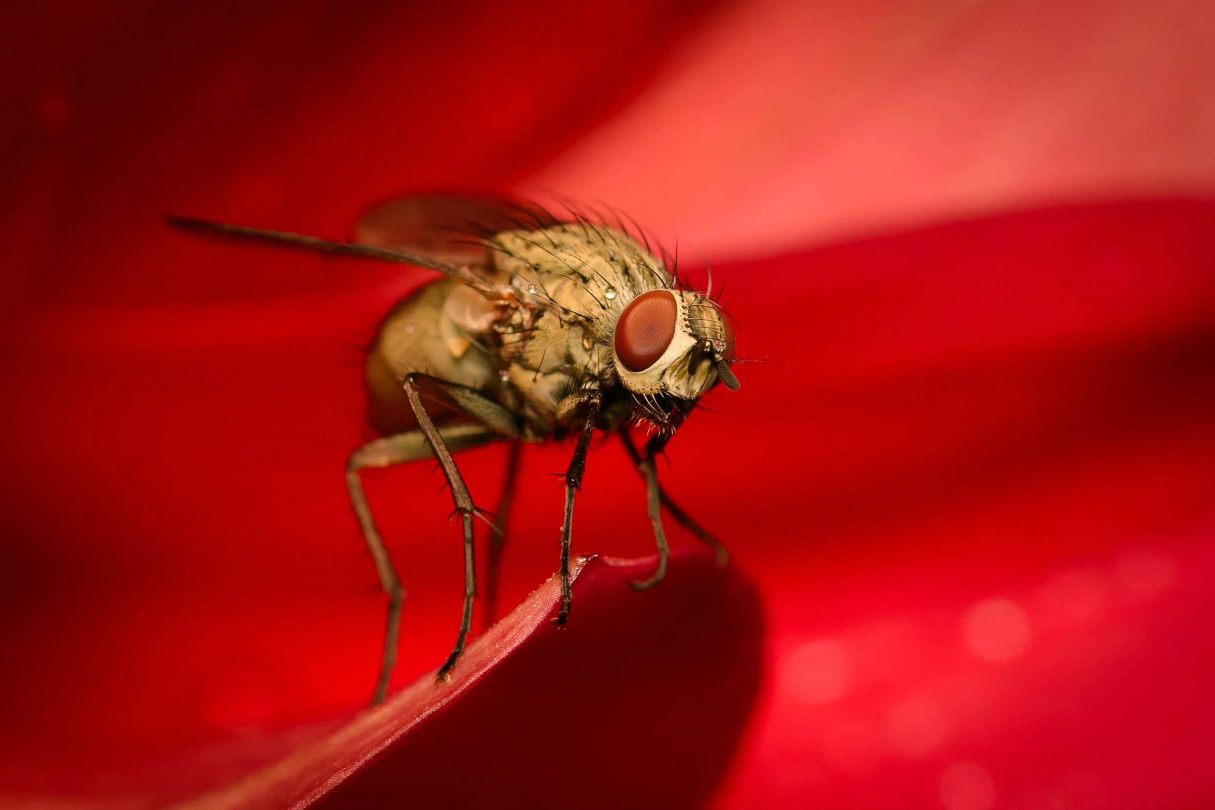 DSC_2610_Fliege.jpg