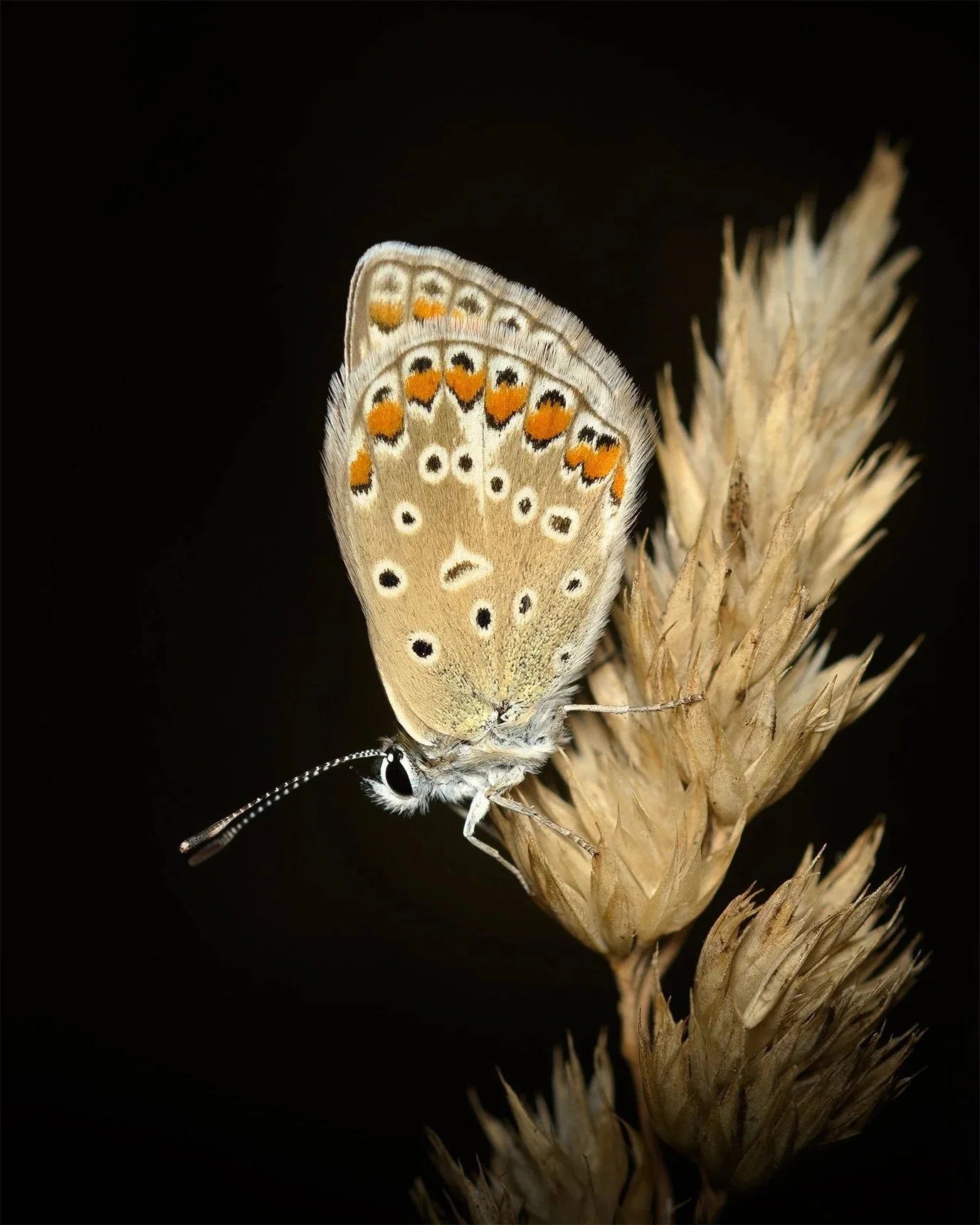 DSC_6281-2.jpg