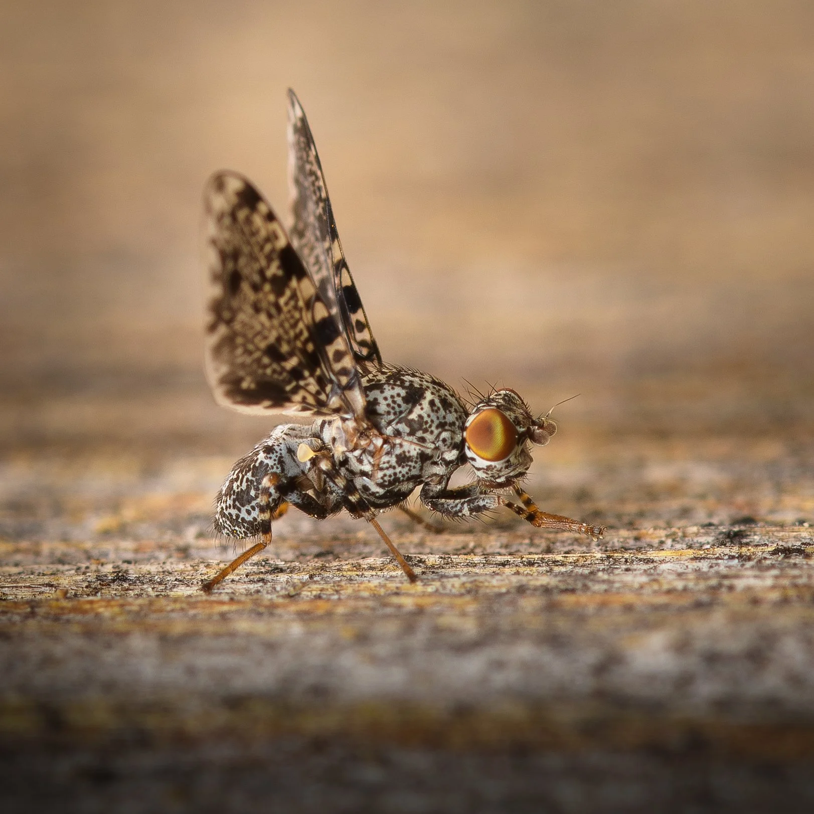 DSC_0669_pfauenfliege.jpg