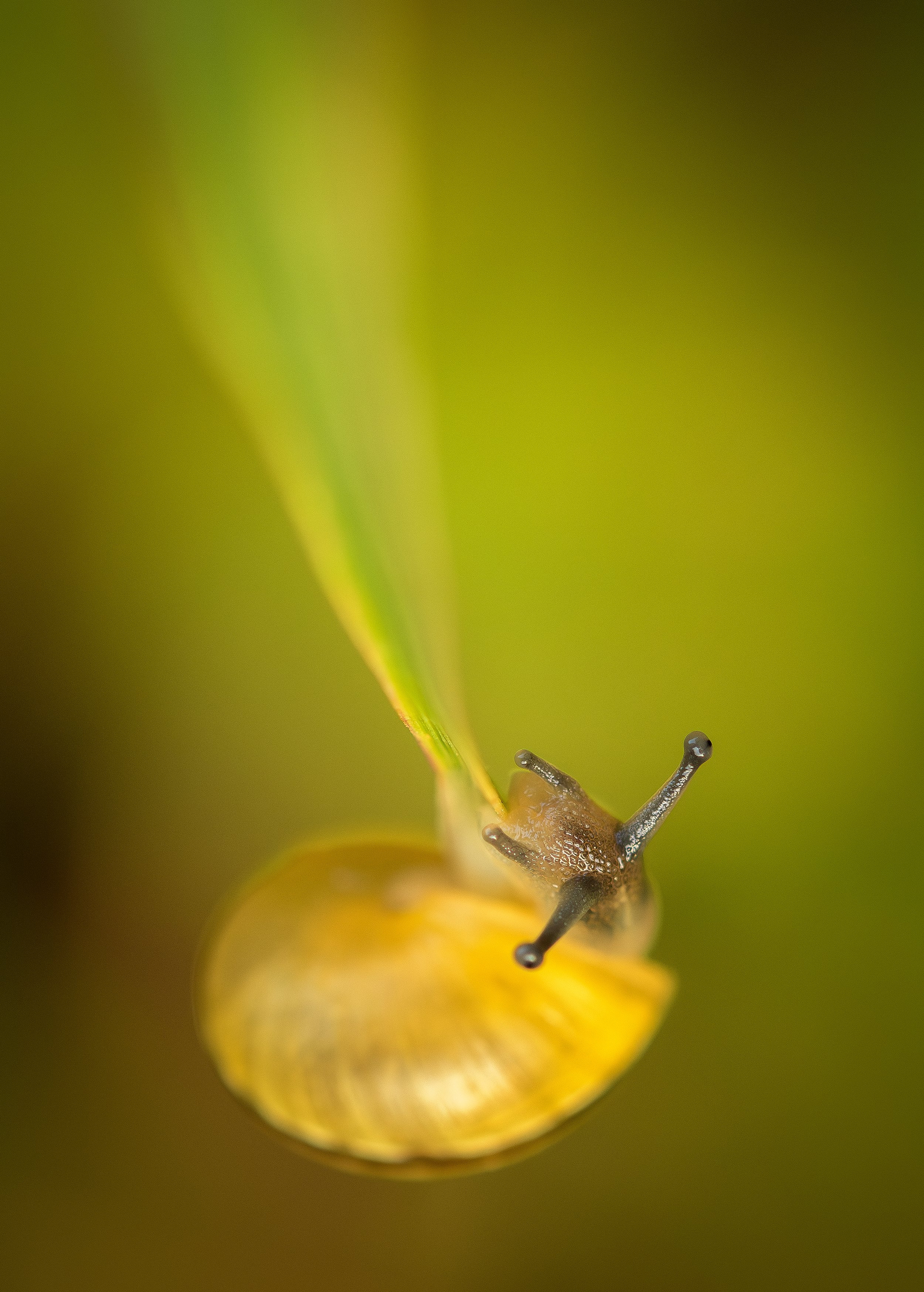 DSC_1329_schnecke.jpg
