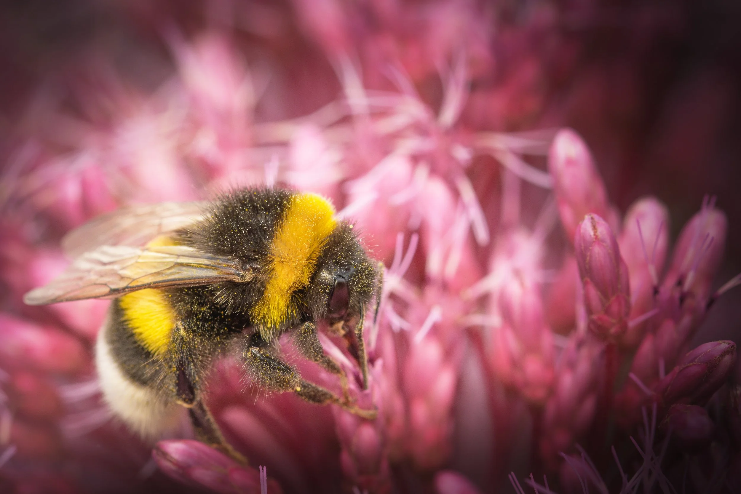 DSC_9975_dunkleerdhummel.jpg
