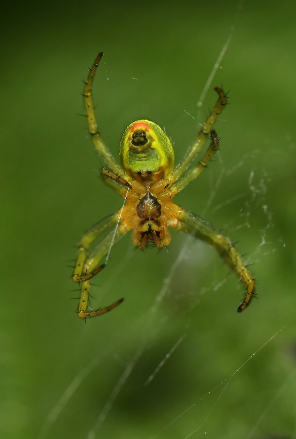 kuerbisspinne_natur_berlin.jpg