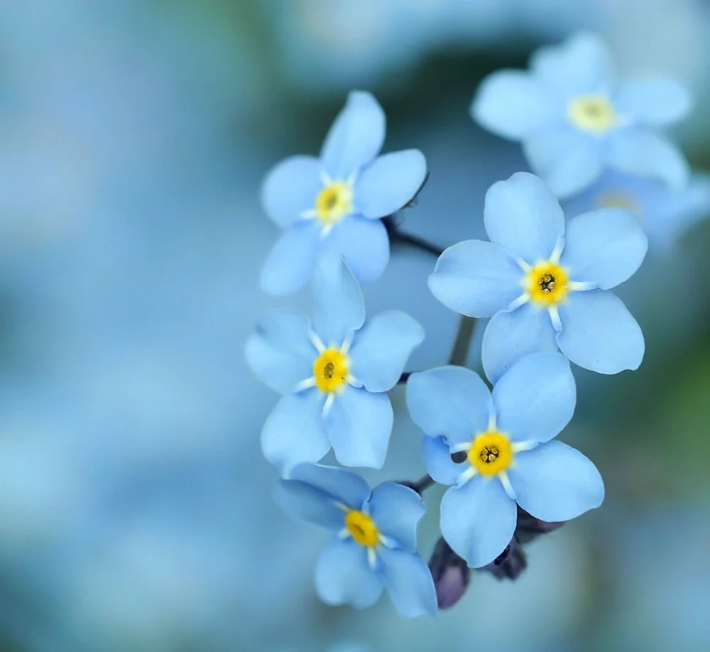 Flora