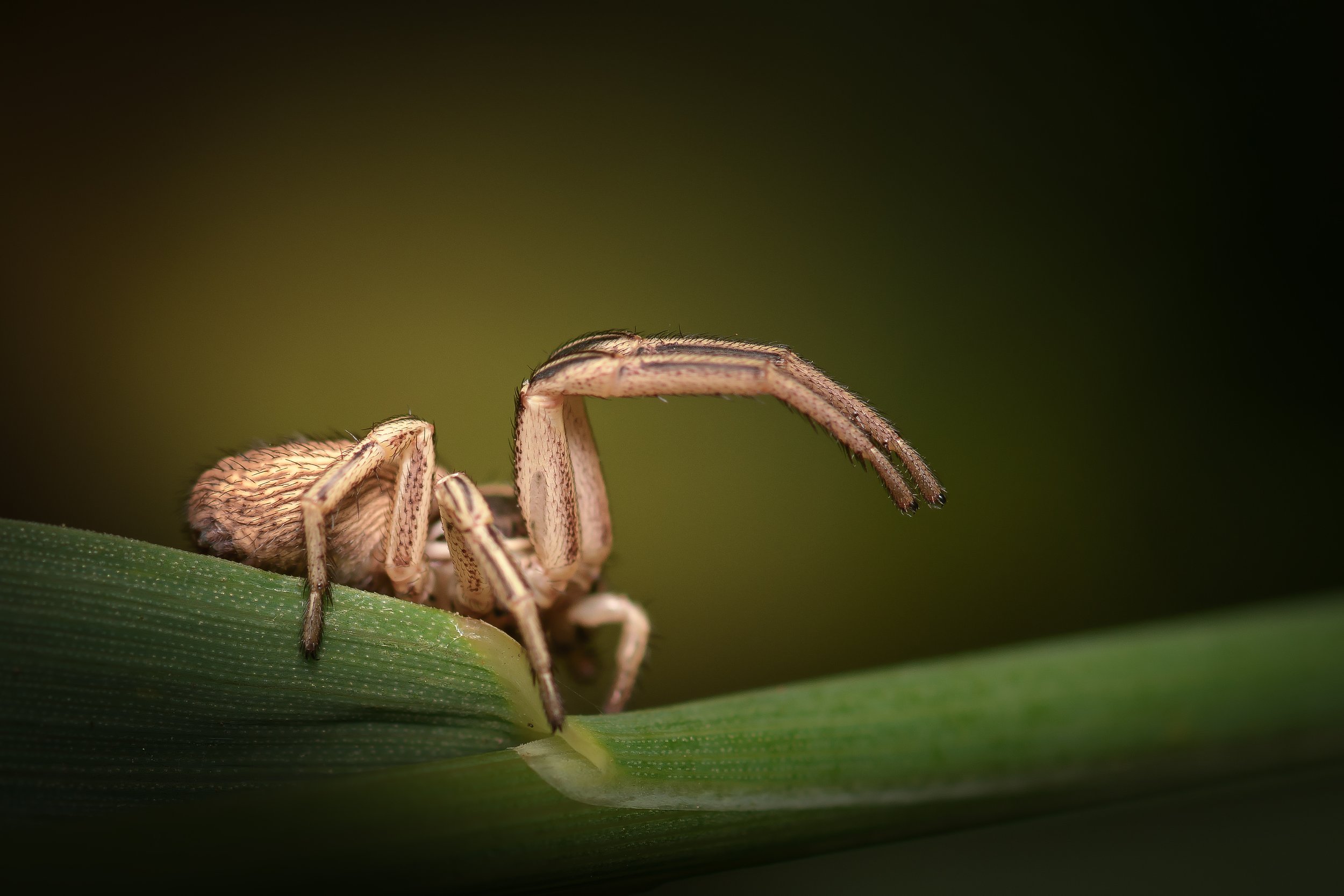 DSC_3858_spinne.jpg